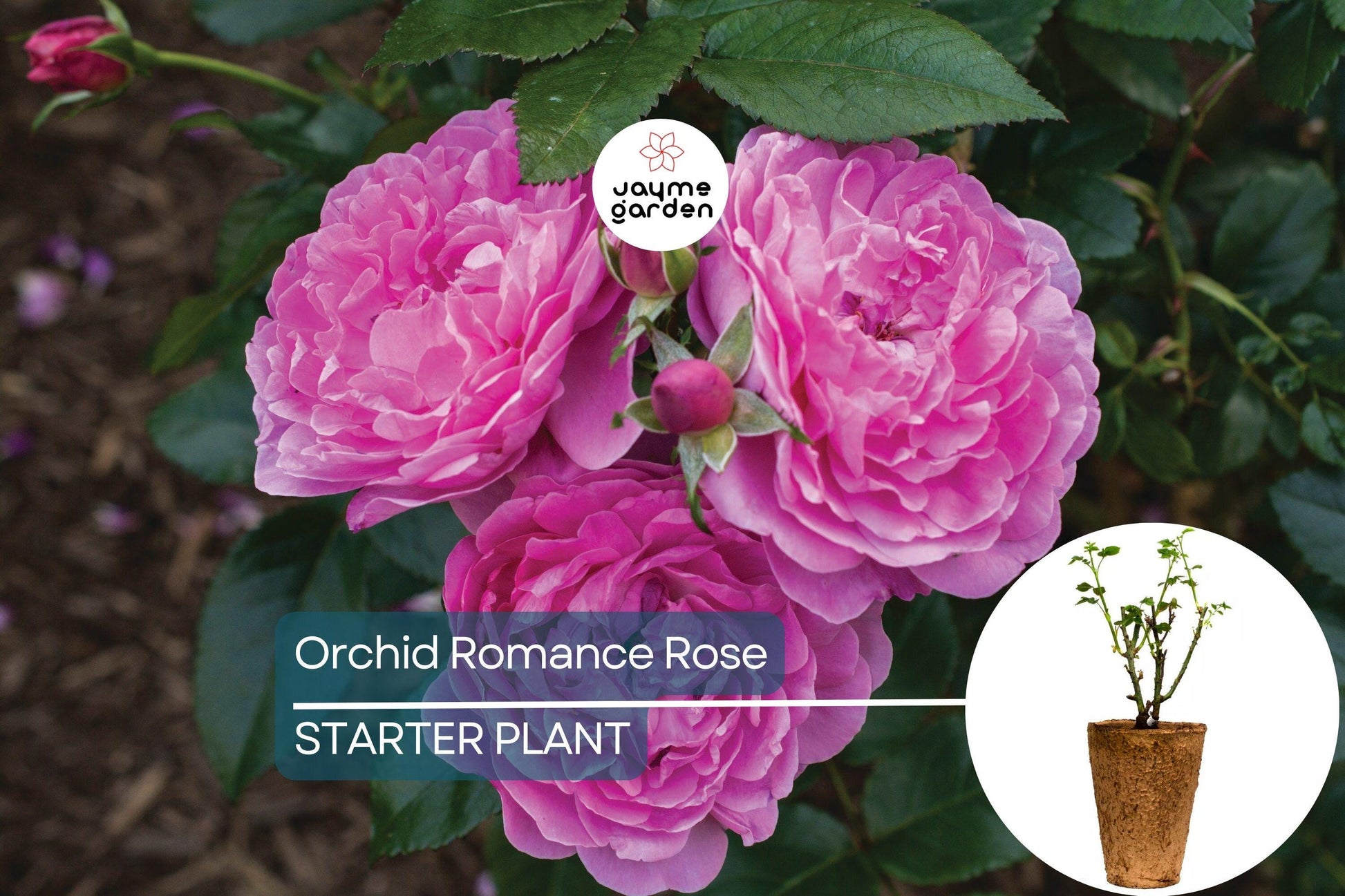 Orchid Romance Rose – 1.5 Gal Pot | Fragrant Pink-Lavender Floribunda | Reblooming, Disease-Resistant | Zones 5-10