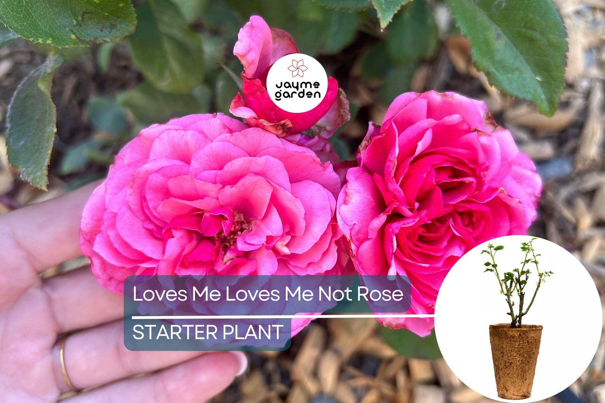 Loves Me Loves Me Not Rose – 5' Tall | Fragrant Deep Pink Hybrid Tea | 1.5 Gal Pot | 200+ Petals | Reblooming, Own-Root | Zones 5-10