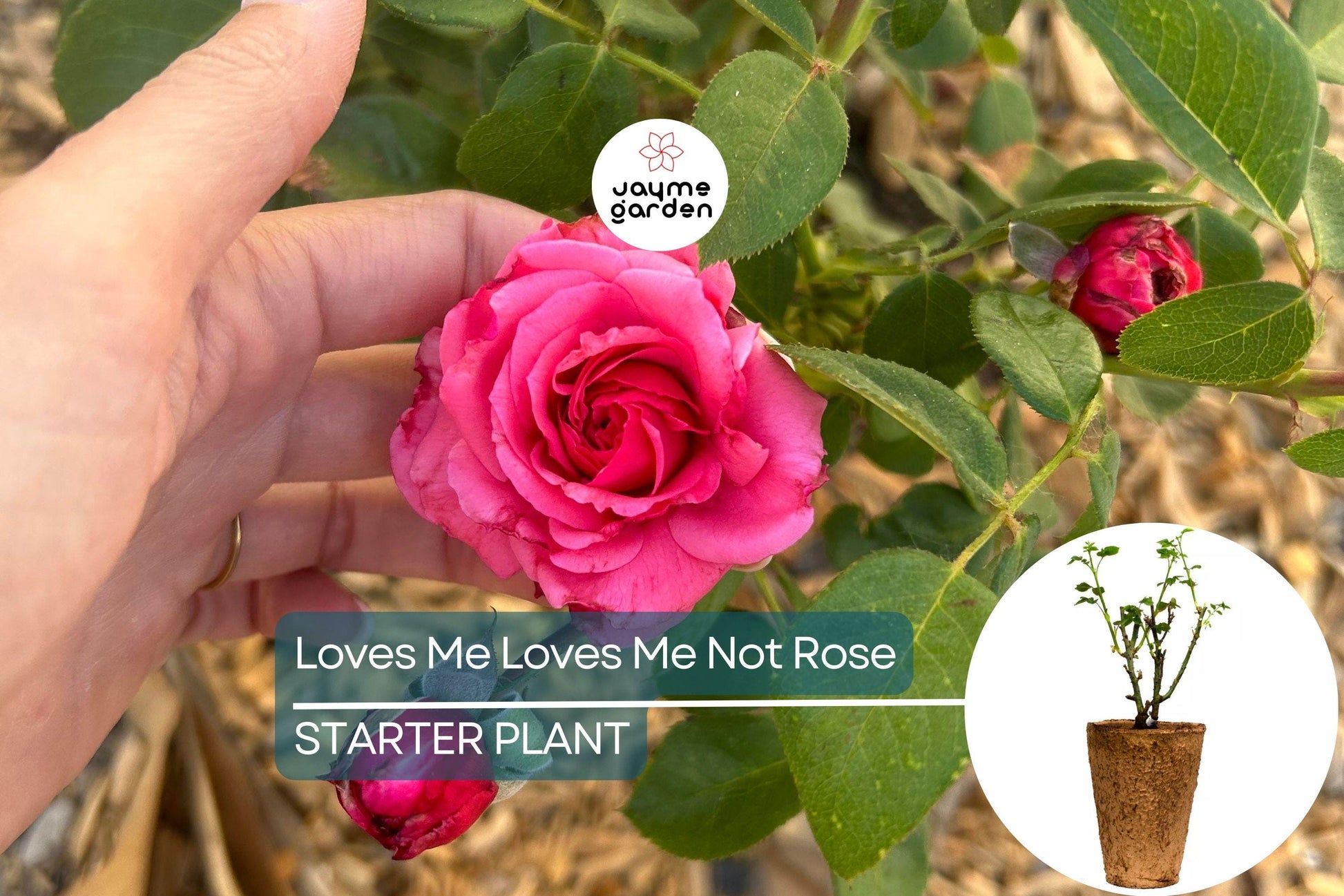Loves Me Loves Me Not Rose – 5' Tall | Fragrant Deep Pink Hybrid Tea | 1.5 Gal Pot | 200+ Petals | Reblooming, Own-Root | Zones 5-10