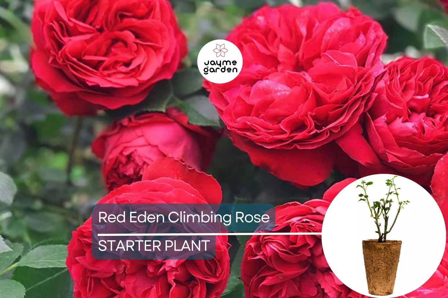 Red Eden Climbing Rose Plant - 1.5 Gal | Large Crimson Blooms | 100+ Petals | Fragrant Tea Scent | Own-Root |