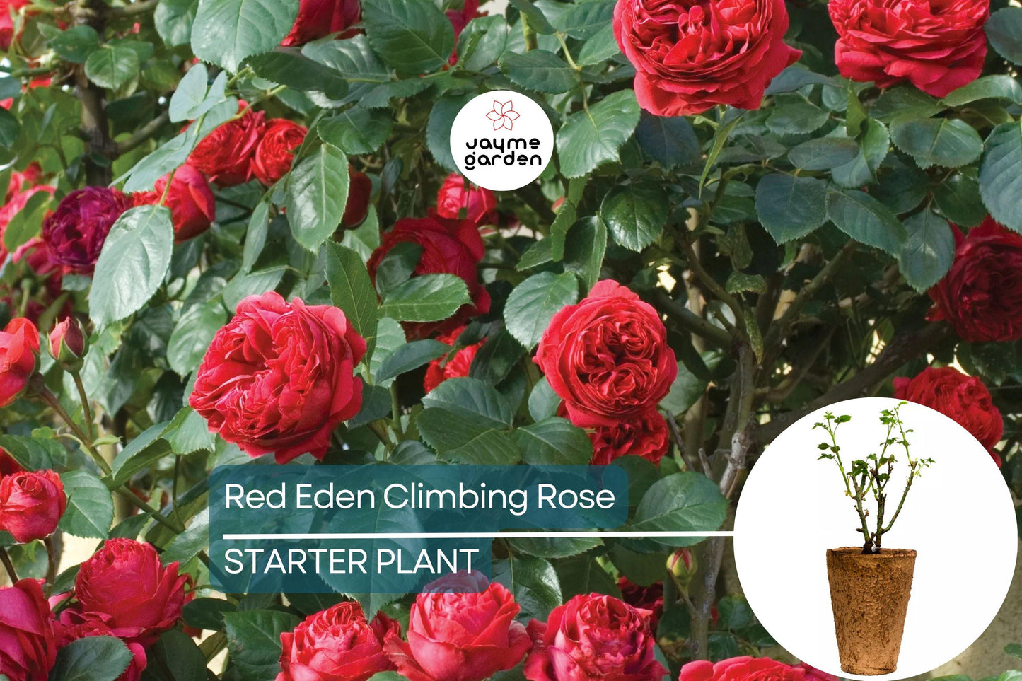 Red Eden Climbing Rose Plant - 1.5 Gal | Large Crimson Blooms | 100+ Petals | Fragrant Tea Scent | Own-Root |