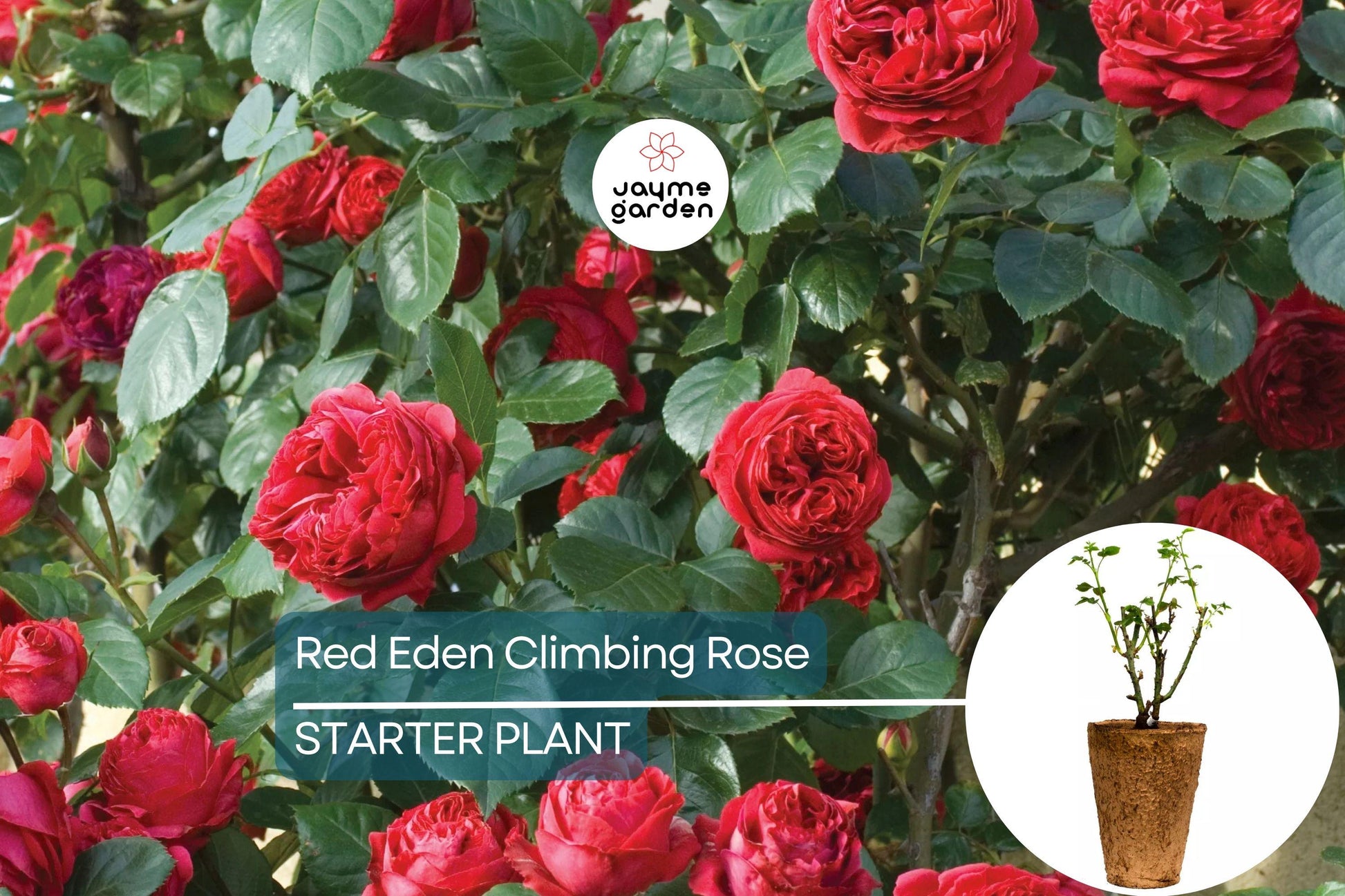 Red Eden Climbing Rose Plant - 1.5 Gal | Large Crimson Blooms | 100+ Petals | Fragrant Tea Scent | Own-Root |