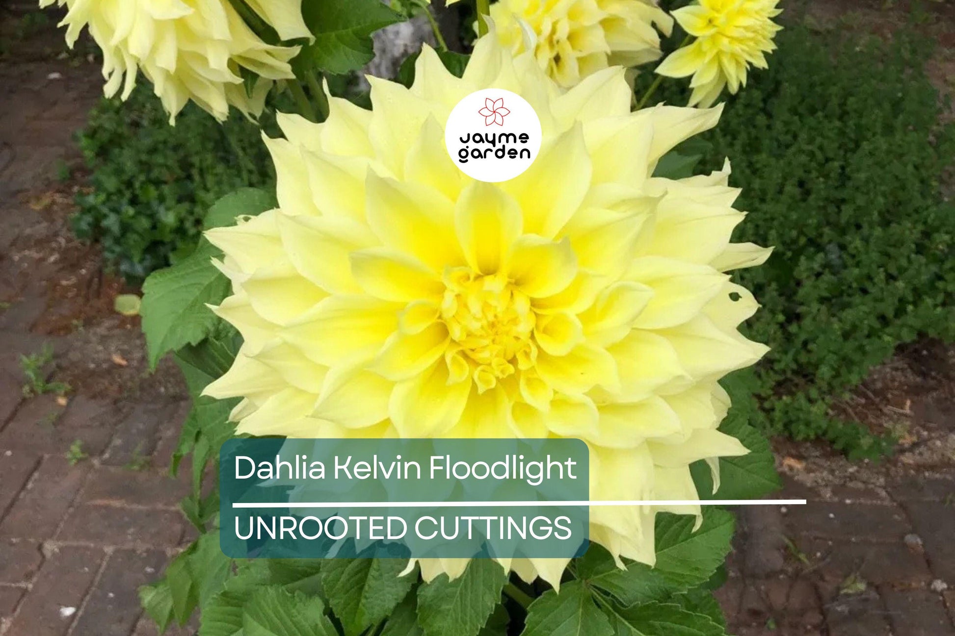 Dahlia Kelvin Floodlight 36-48" Live Flower Bulb Tuber | Yellow Dinnerplate Dahlia | Large 12" Blooms