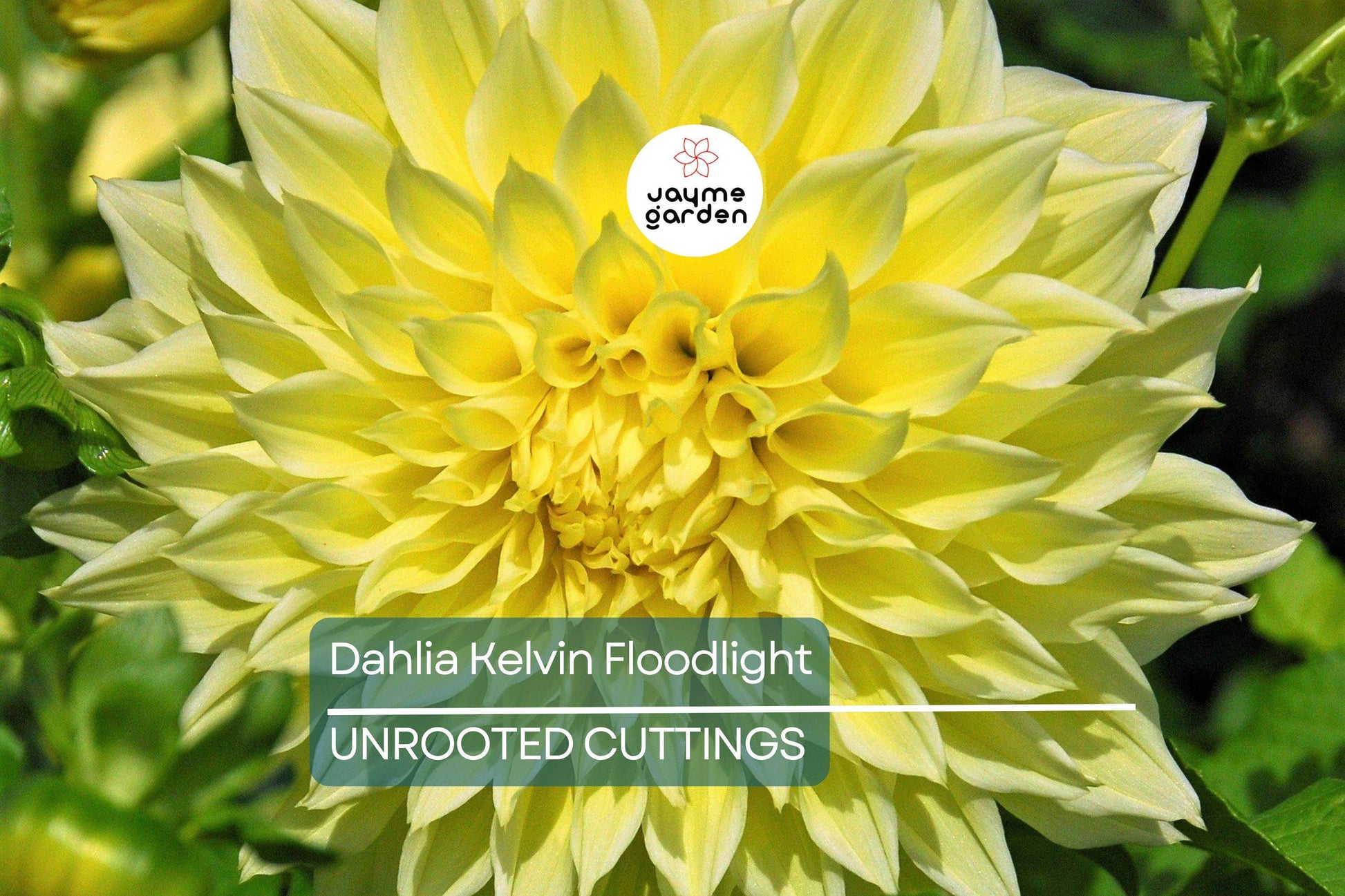 Dahlia Kelvin Floodlight 36-48" Live Flower Bulb Tuber | Yellow Dinnerplate Dahlia | Large 12" Blooms