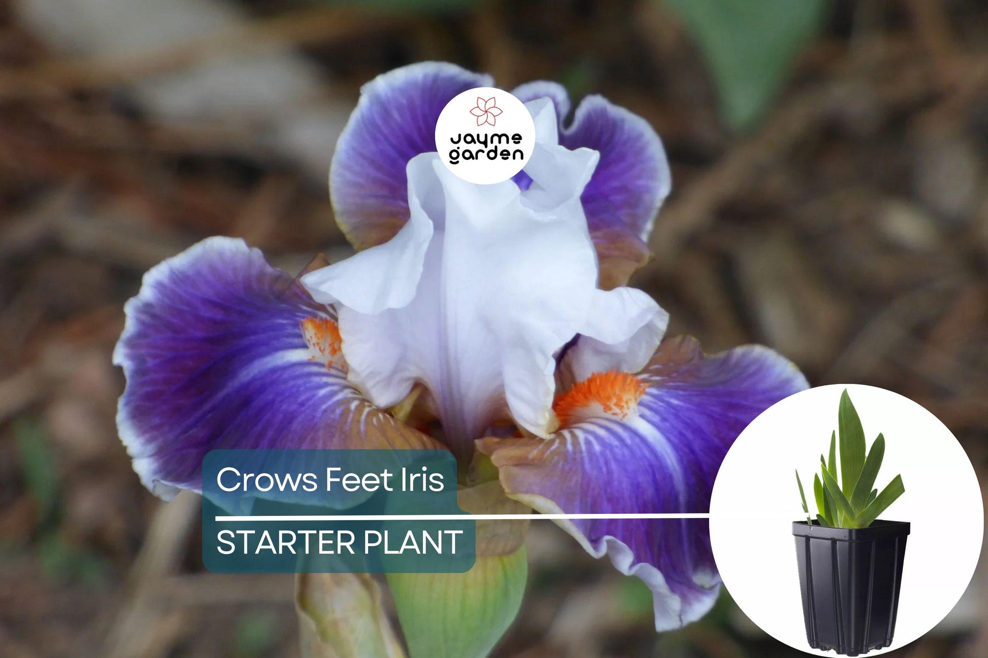 Crows Feet Iris Plant - Quart Pot | Fragrant Purple & White Blooms | Perennial | Deer-Resistant | Hardy Zones 3-10 | 27” Tall
