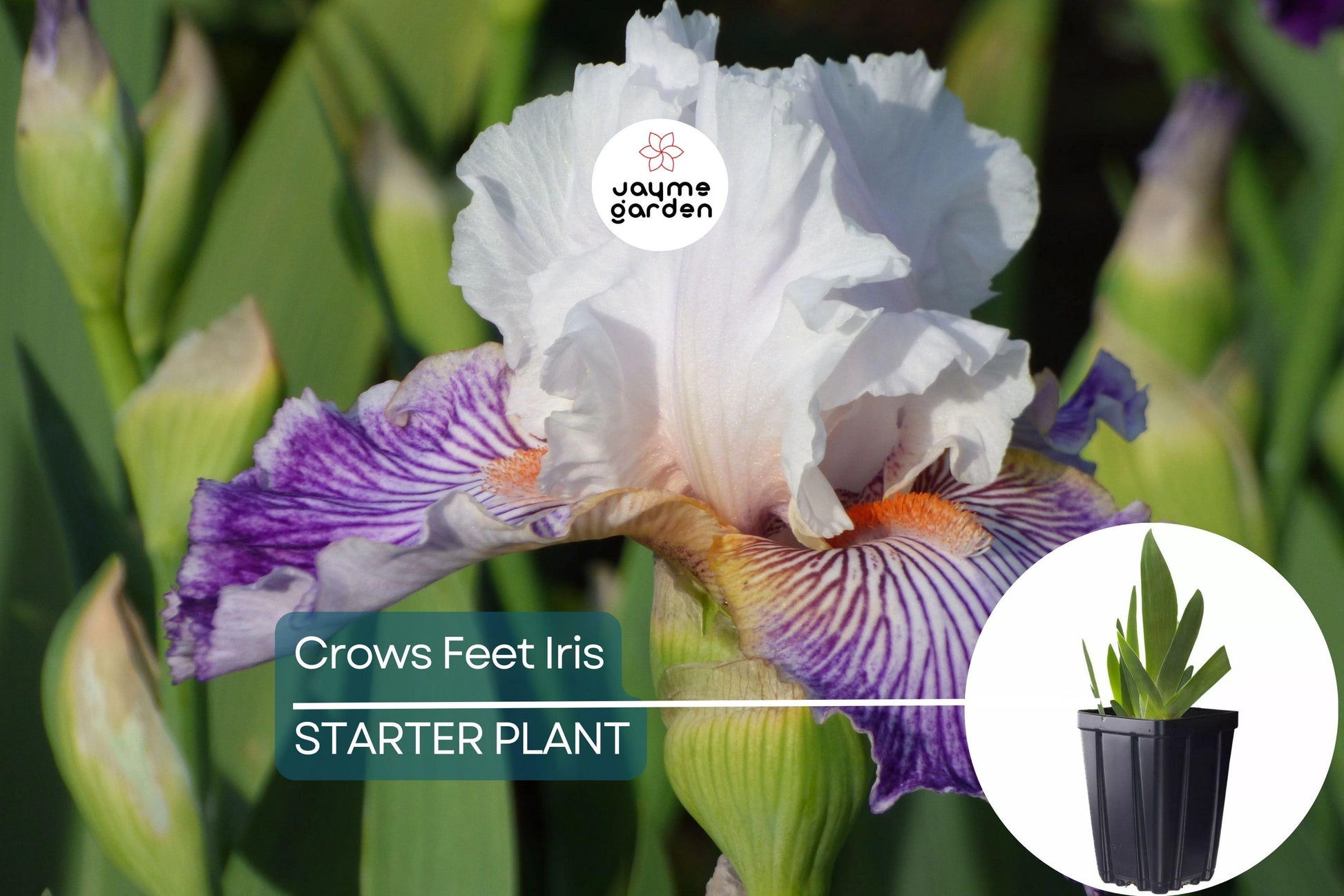 Crows Feet Iris Plant - Quart Pot | Fragrant Purple & White Blooms | Perennial | Deer-Resistant | Hardy Zones 3-10 | 27” Tall