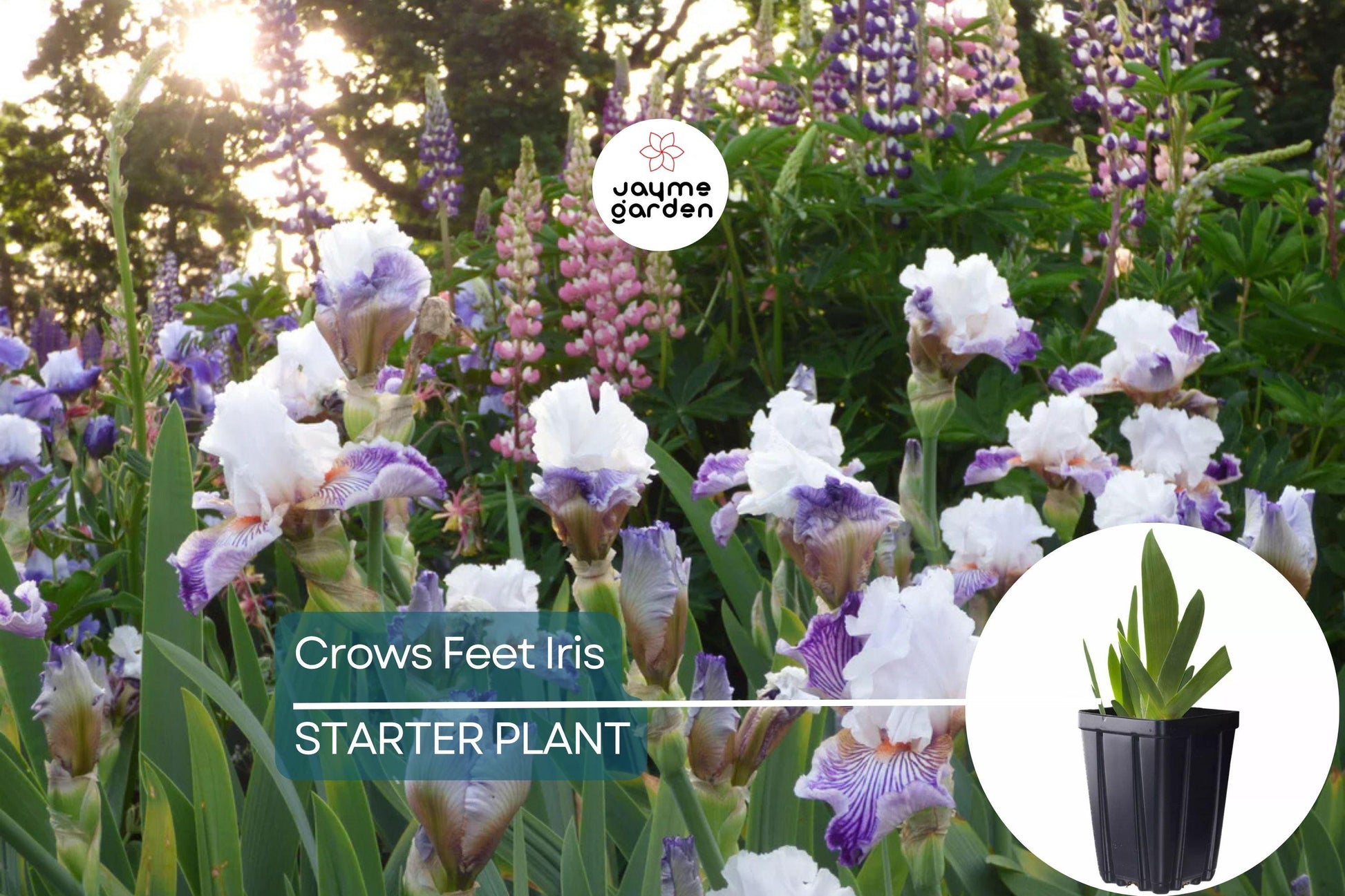 Crows Feet Iris Plant - Quart Pot | Fragrant Purple & White Blooms | Perennial | Deer-Resistant | Hardy Zones 3-10 | 27” Tall