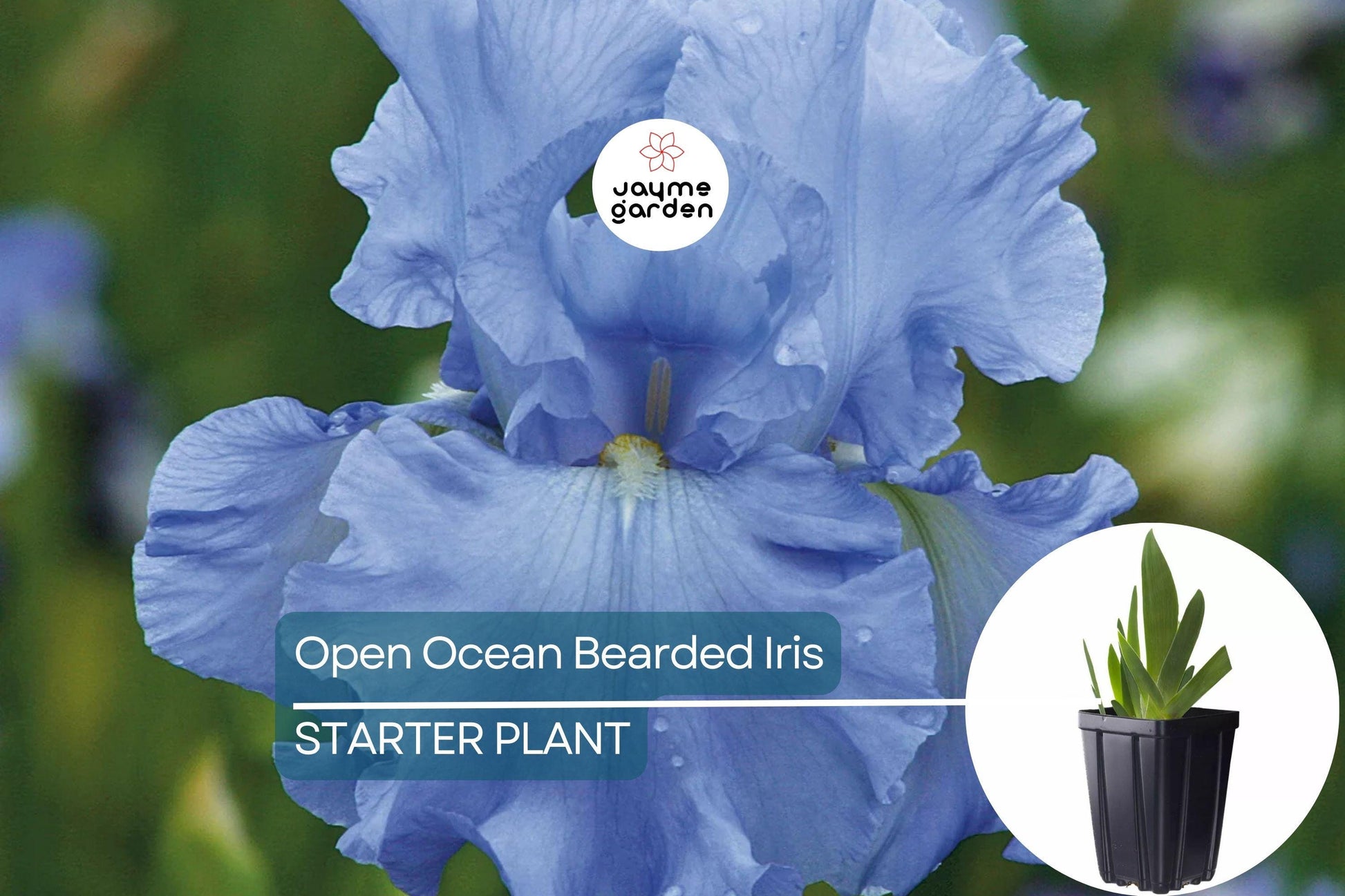 Open Ocean Bearded Iris – Quart Pot | Reblooming Lilac Blue Perennial | 38" Tall, Deer Resistant, Hardy Zones 3-10 | Strong Cut Flower