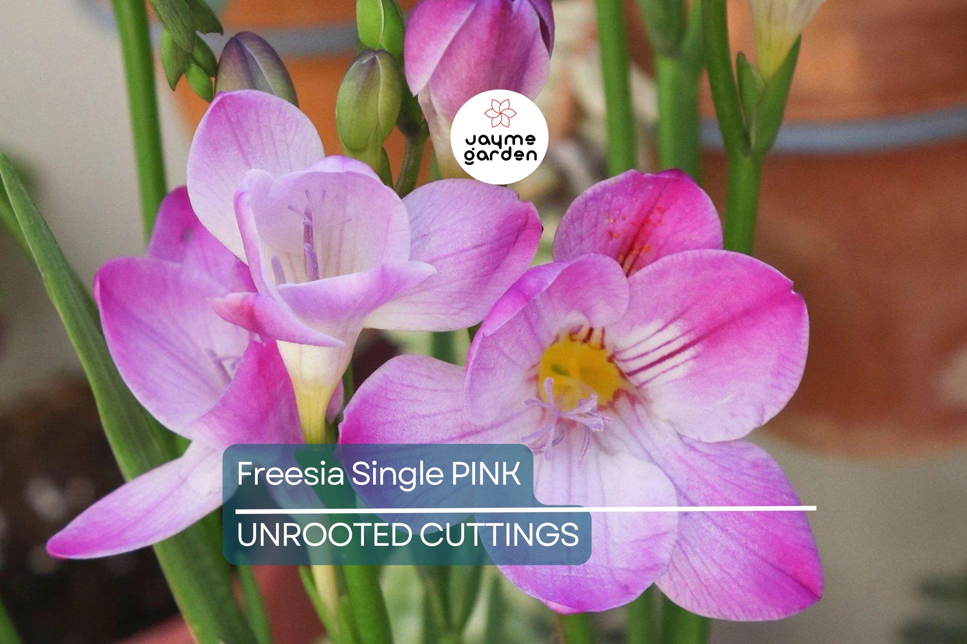 Freesia Single Pink Bulbs - 5 Fragrant Flower Bulbs, Intense Pink Blooms, Perfect for Gardens & Containers, USDA Zones 9-10