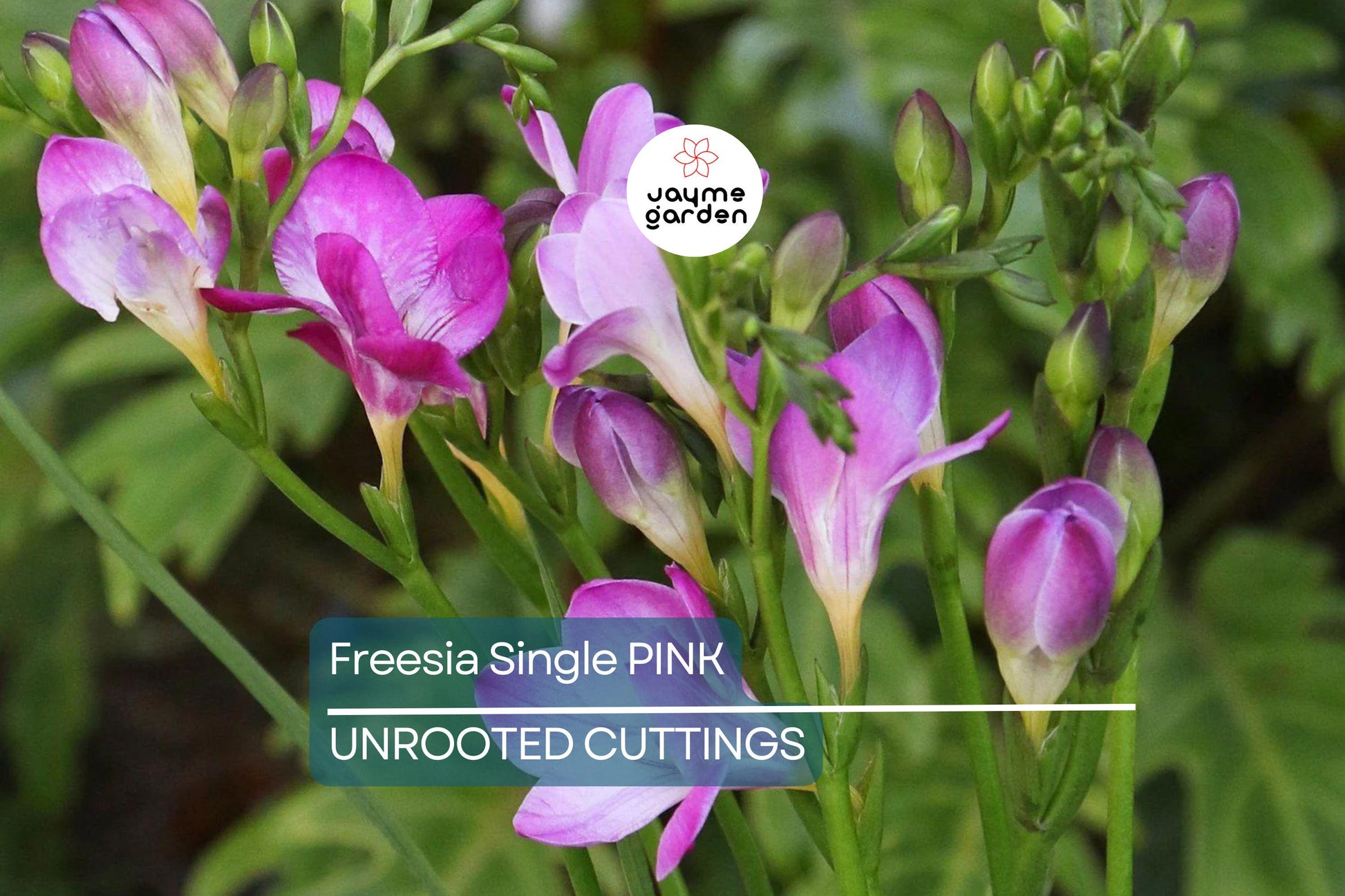 Freesia Single Pink Bulbs - 5 Fragrant Flower Bulbs, Intense Pink Blooms, Perfect for Gardens & Containers, USDA Zones 9-10
