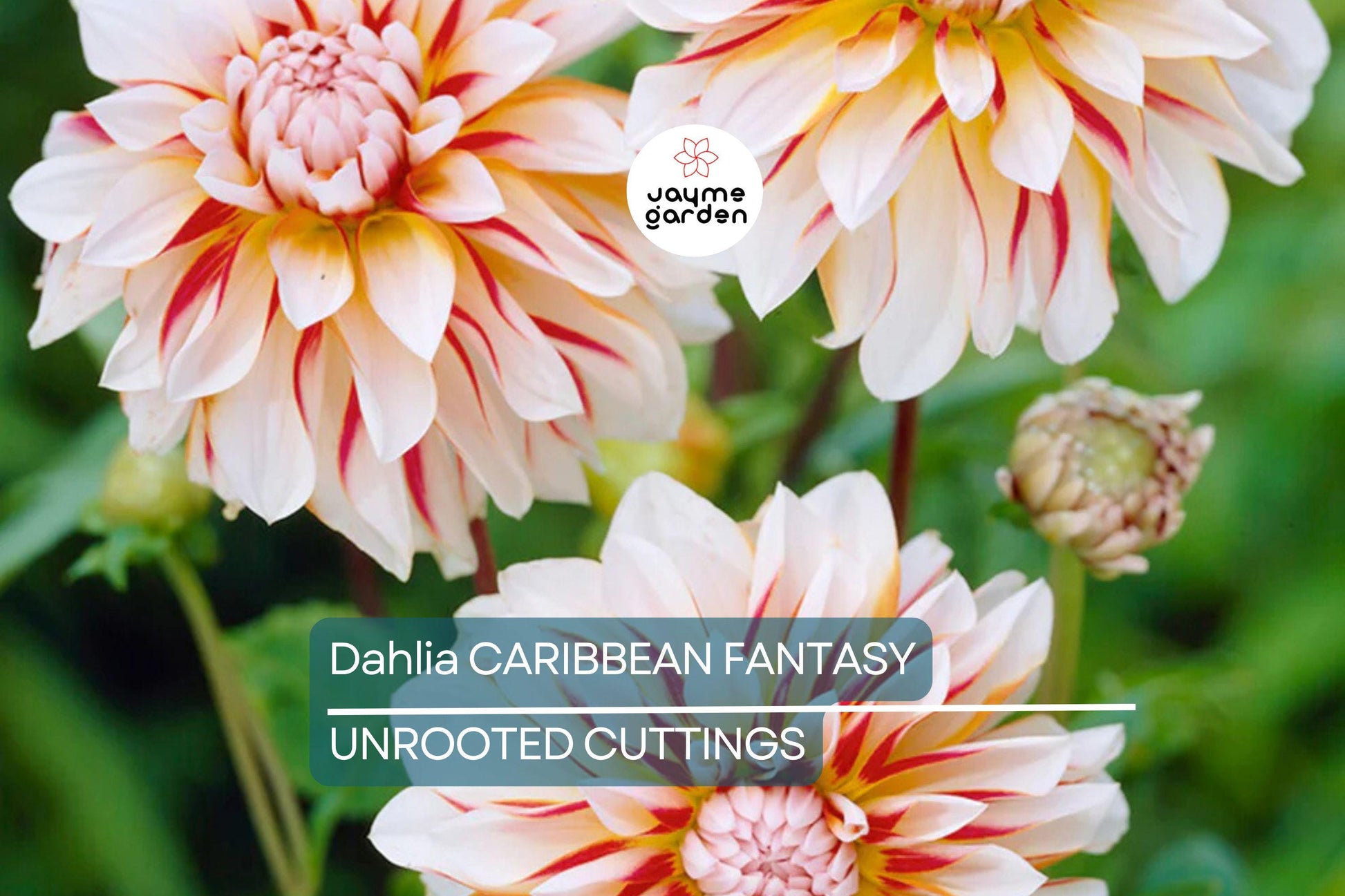 Dahlia Caribbean Fantasy Tuber - Peach, Yellow, Red Blooms, Fast-Growing, Perfect for Cut Flowers, USDA Zones 8-10