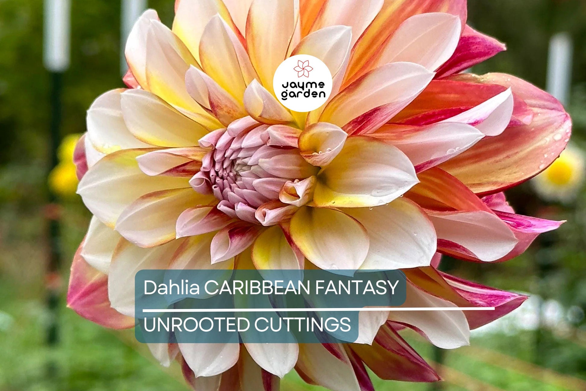 Dahlia Caribbean Fantasy Tuber - Peach, Yellow, Red Blooms, Fast-Growing, Perfect for Cut Flowers, USDA Zones 8-10