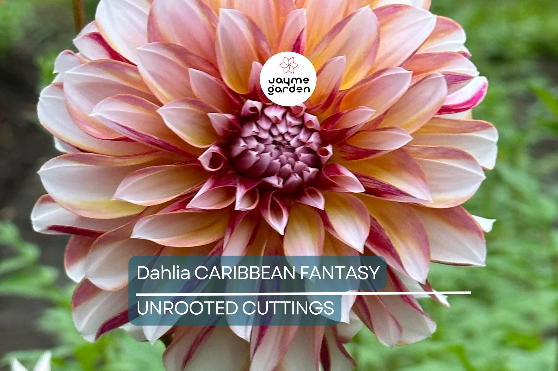 Dahlia Caribbean Fantasy Tuber - Peach, Yellow, Red Blooms, Fast-Growing, Perfect for Cut Flowers, USDA Zones 8-10