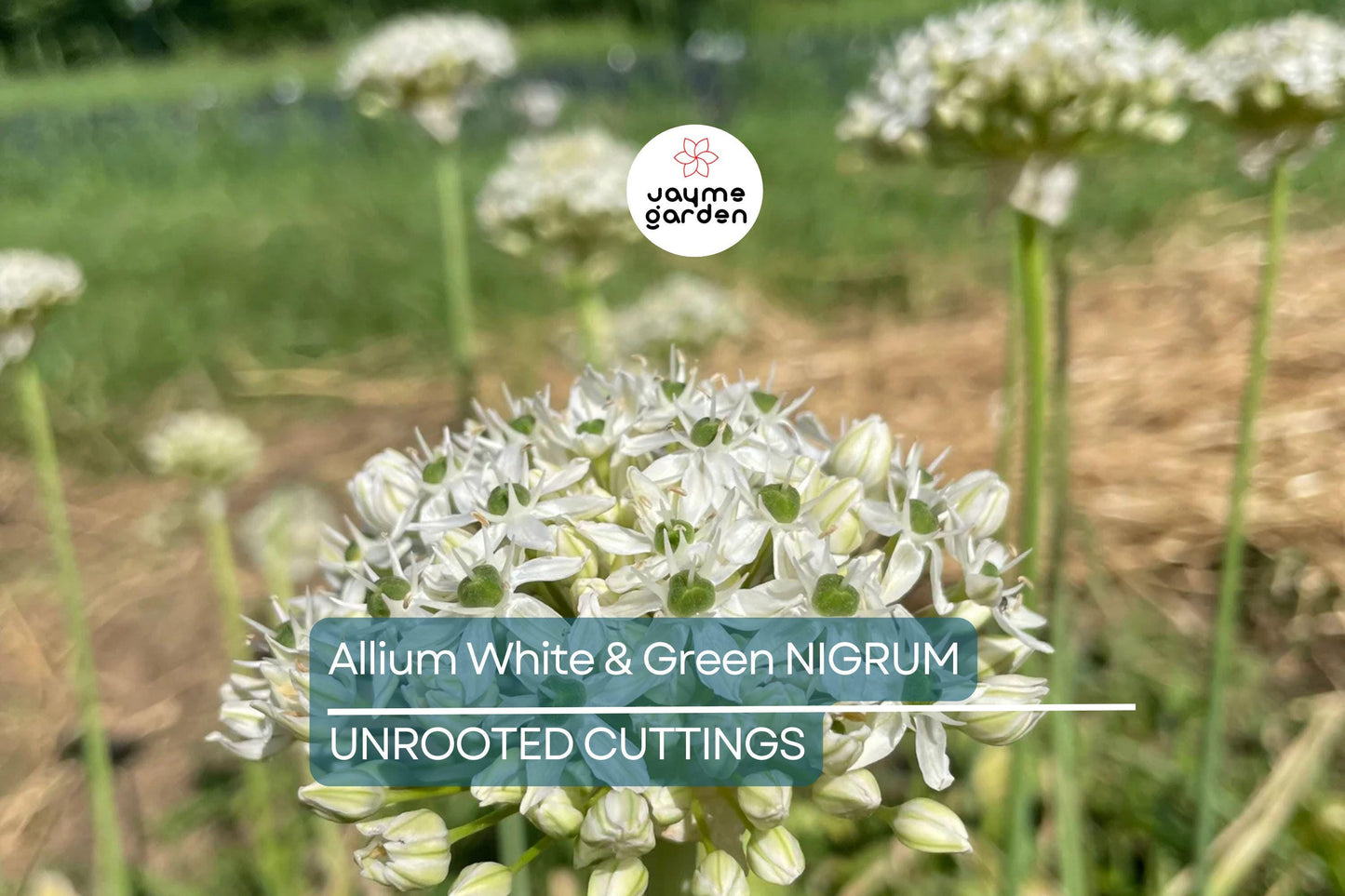 Allium Nigrum Bulbs - 5 White & Green Flower Bulbs, Fragrant, Deer-Resistant, Perfect for Cut Flowers, USDA Zones 4-8