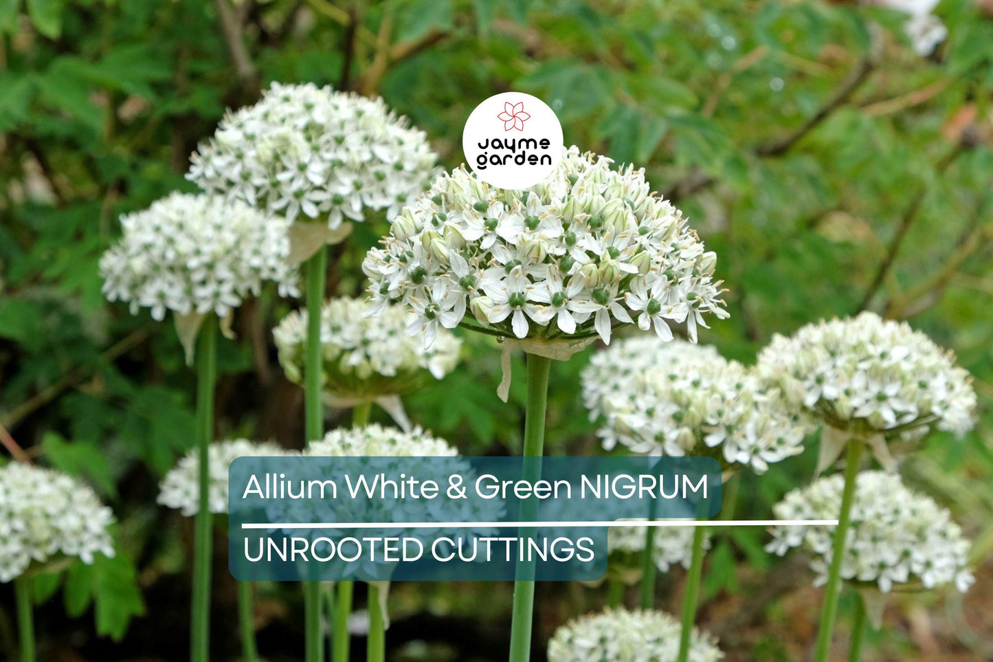 Allium Nigrum Bulbs - 5 White & Green Flower Bulbs, Fragrant, Deer-Resistant, Perfect for Cut Flowers, USDA Zones 4-8