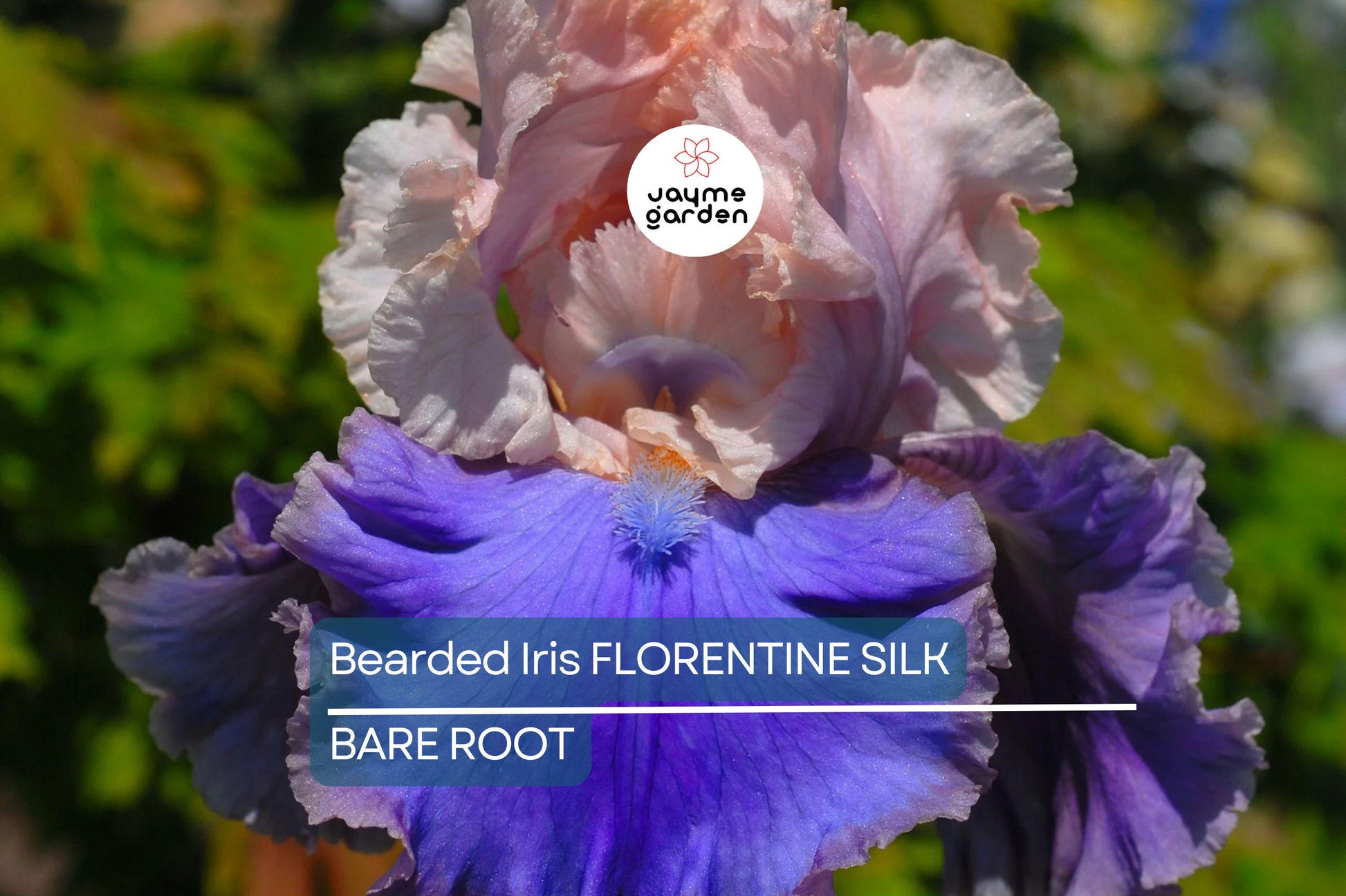 Bearded Iris Florentine Silk - Pink, Lavender, Purple Blooms, Fragrant, Deer-Resistant, USDA Zones 3-10