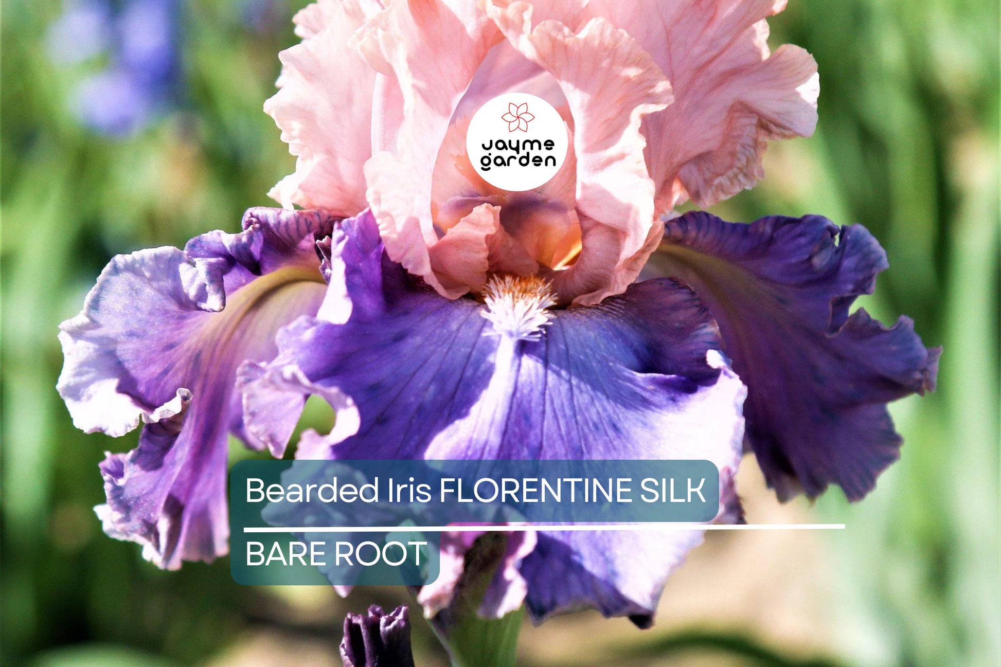 Bearded Iris Florentine Silk - Pink, Lavender, Purple Blooms, Fragrant, Deer-Resistant, USDA Zones 3-10
