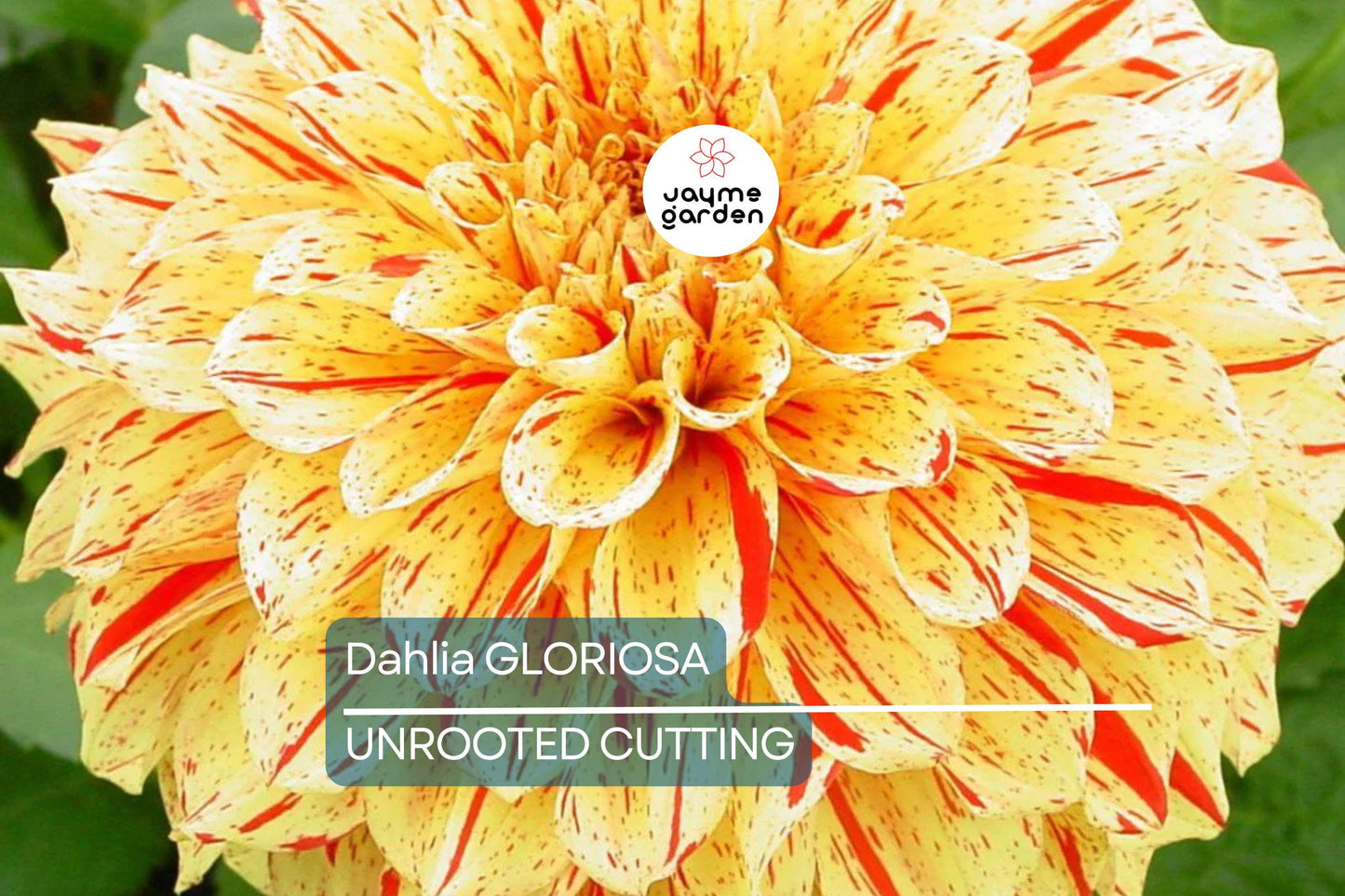 Dahlia Gloriosa 1 Live Flower Plant Bulb Tuber – Yellow Red Variegated, 6.5" Flowers, Mid-Season Bloomer