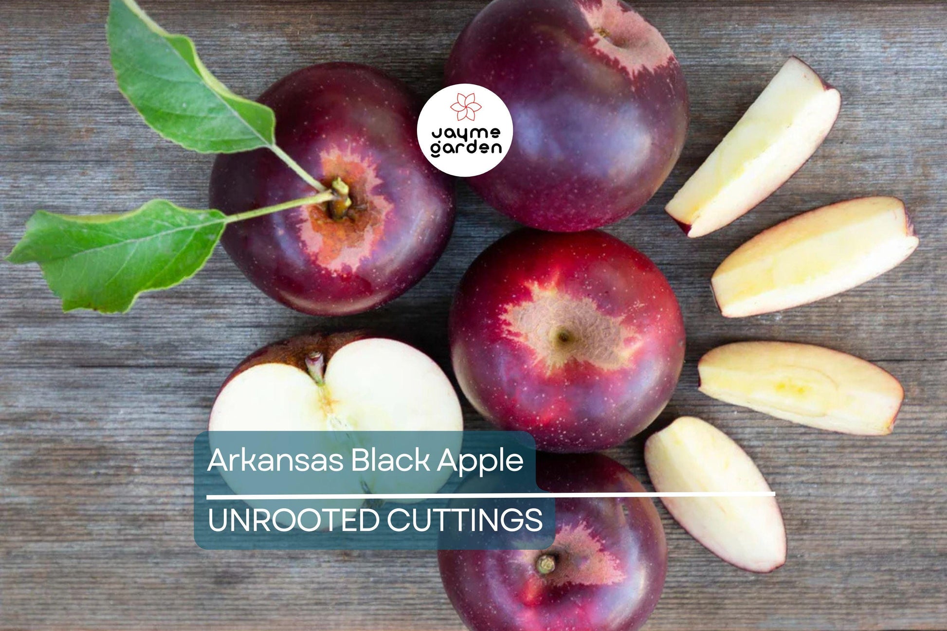 Live Arkansas Black Apple Tree – 2-3ft Tall, Cold Hardy, Rare Dark Fruit – Plant Now!