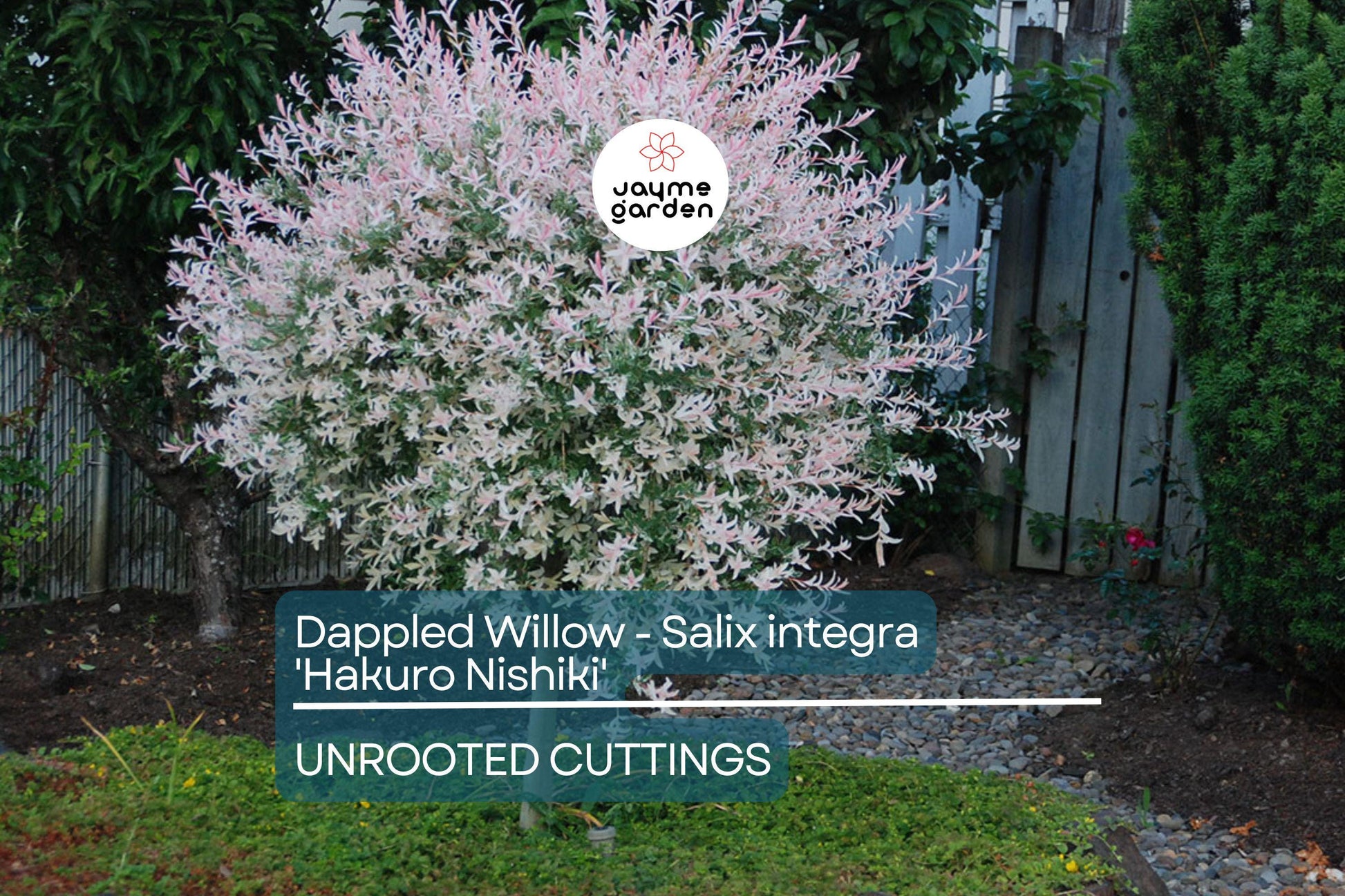Dappled Willow Cutting - Salix integra 'Hakuro Nishiki', Variegated Foliage, Graceful Twisting Branches, Easy Care Plant