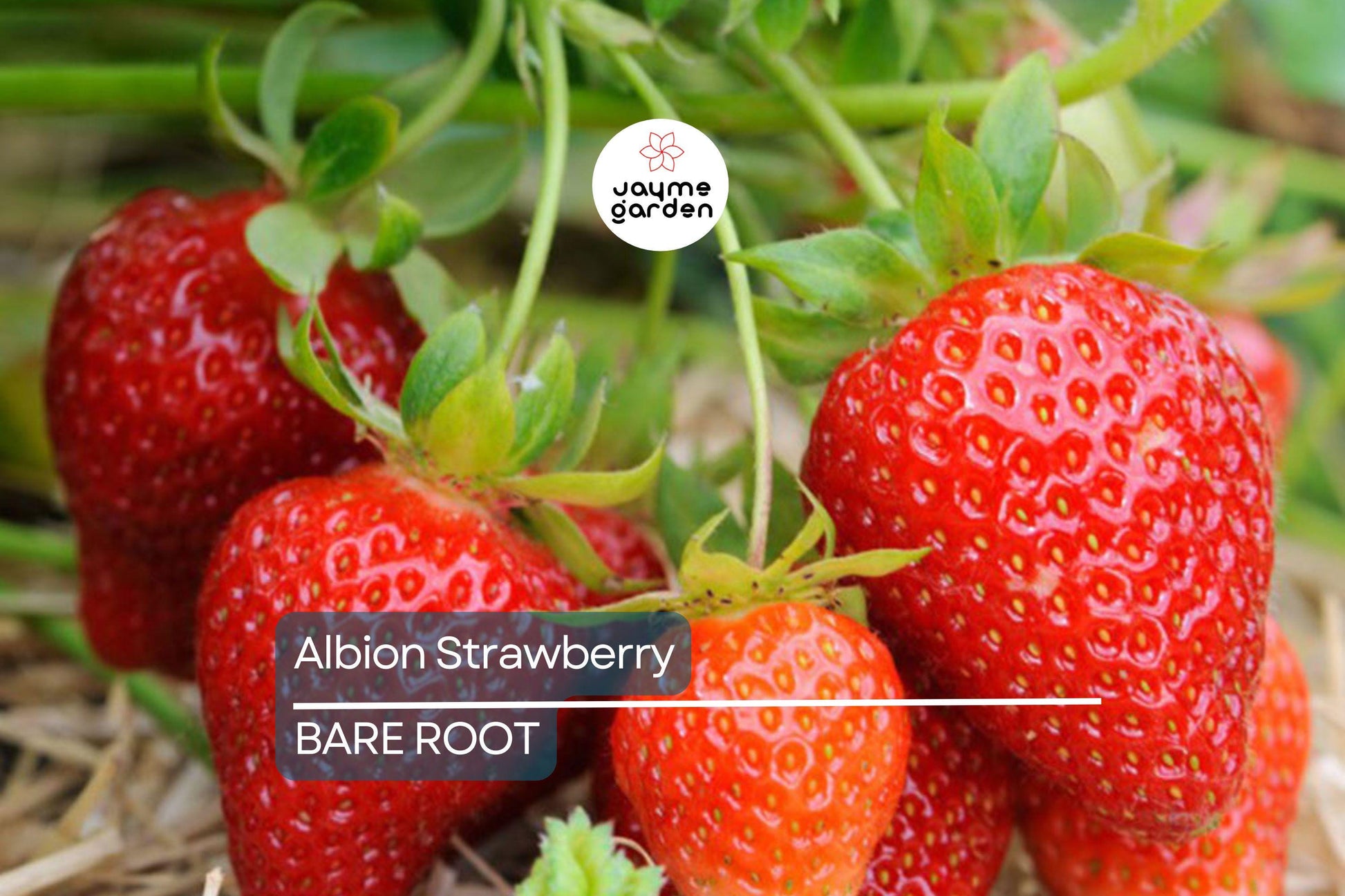 Albion Strawberry Plants – 10 Bare-Root Day-Neutral Plants, Large Sweet Berries