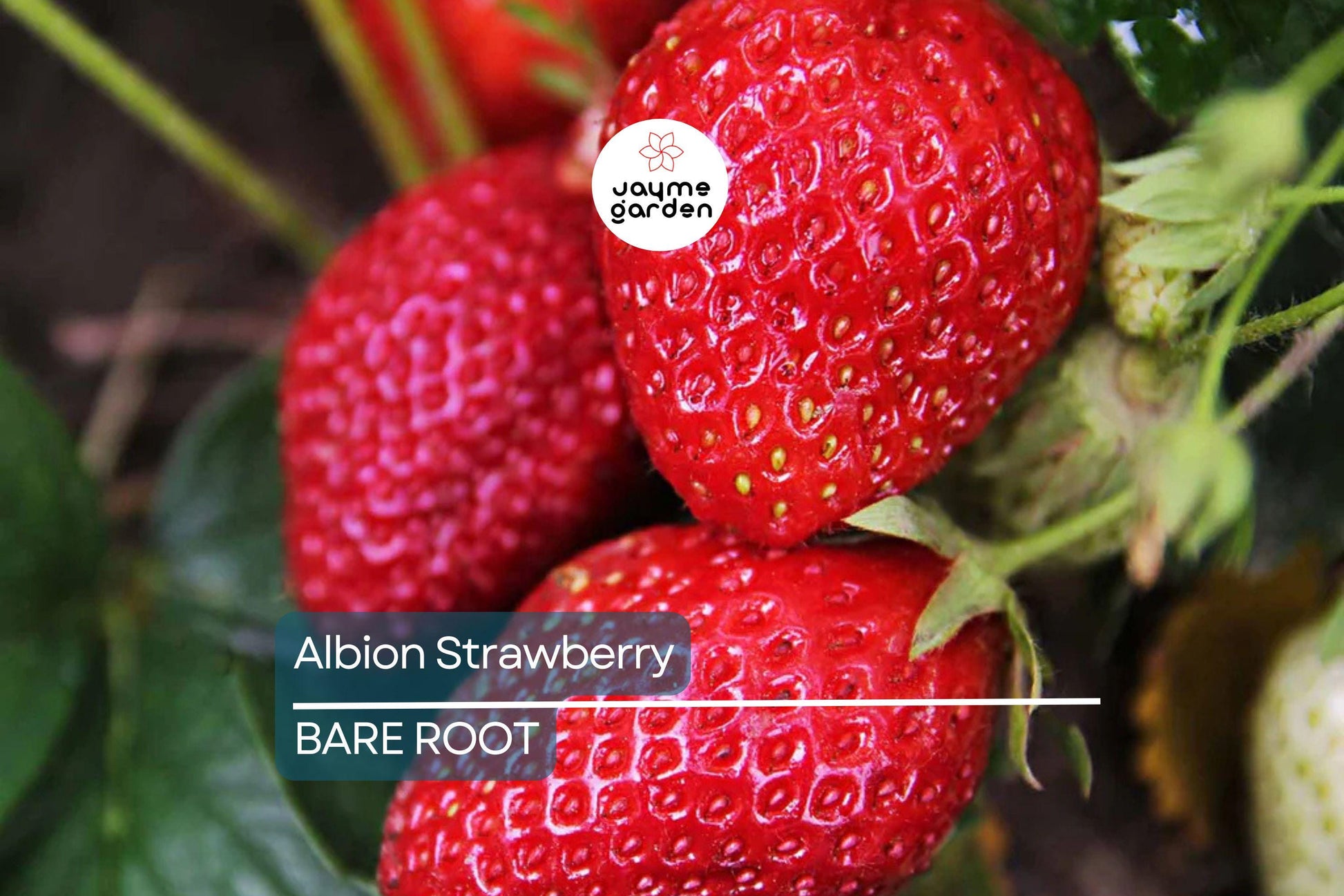 Albion Strawberry Plants – 10 Bare-Root Day-Neutral Plants, Large Sweet Berries