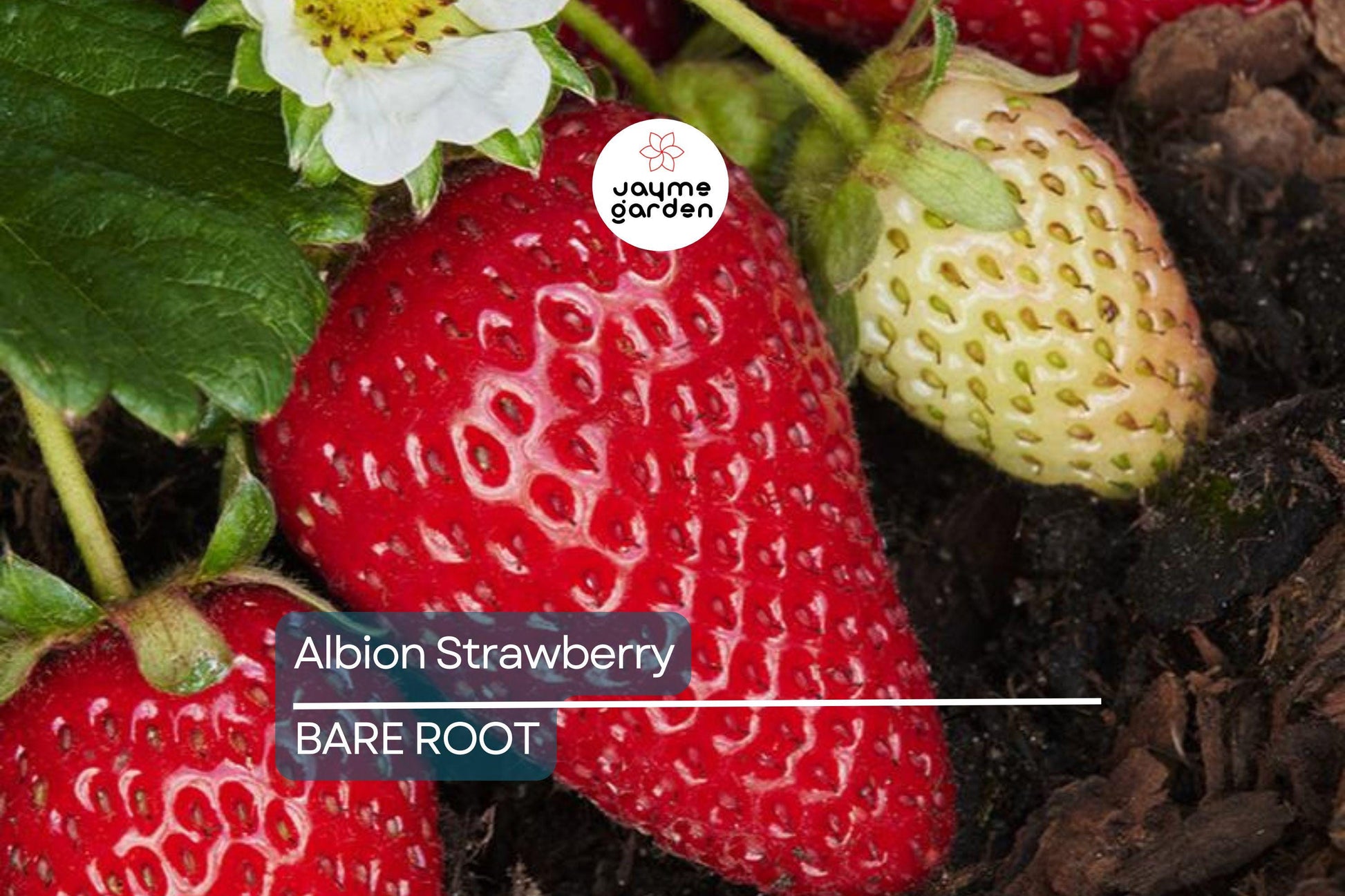 Albion Strawberry Plants – 10 Bare-Root Day-Neutral Plants, Large Sweet Berries