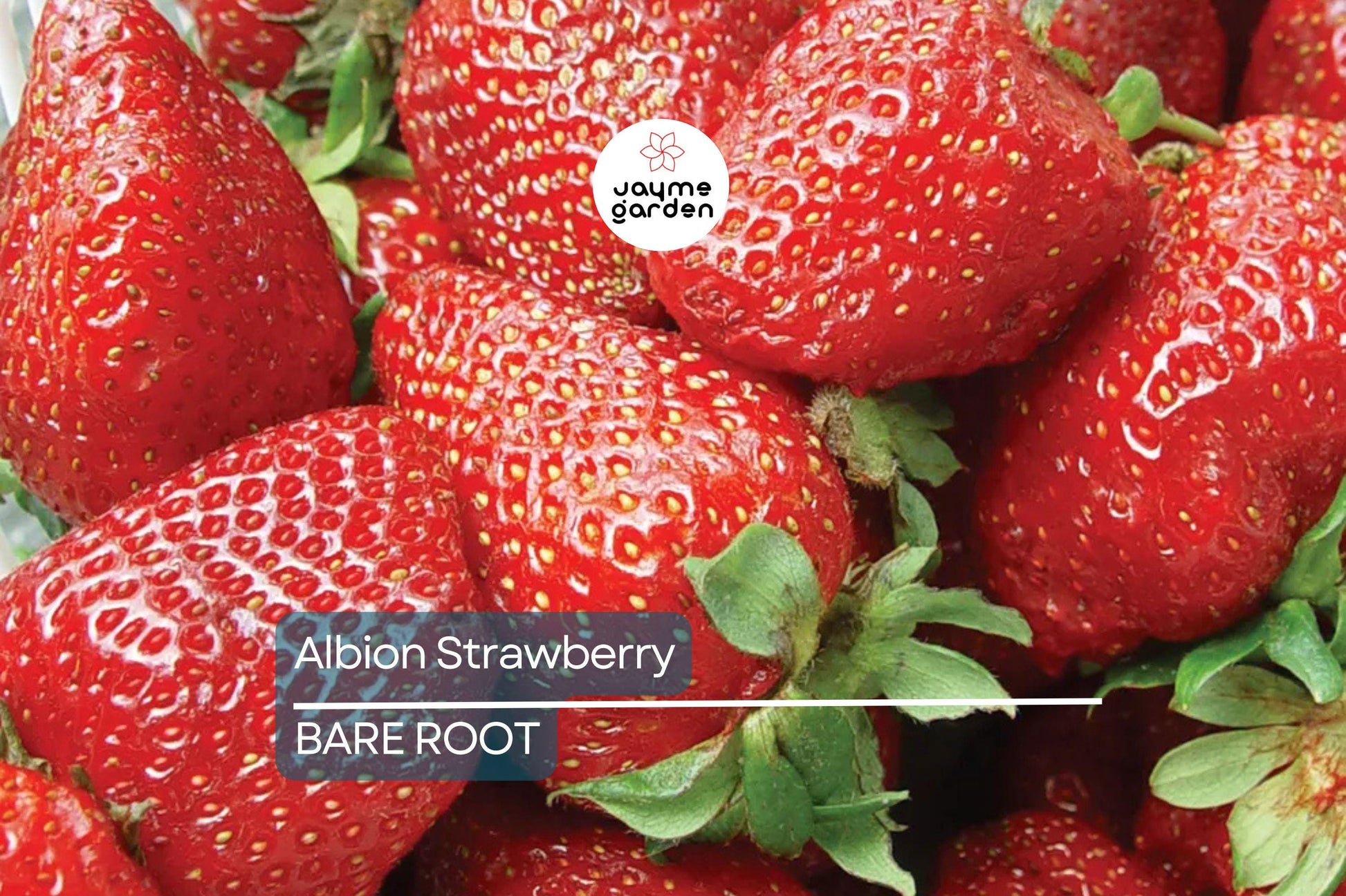Albion Strawberry Plants – 10 Bare-Root Day-Neutral Plants, Large Sweet Berries