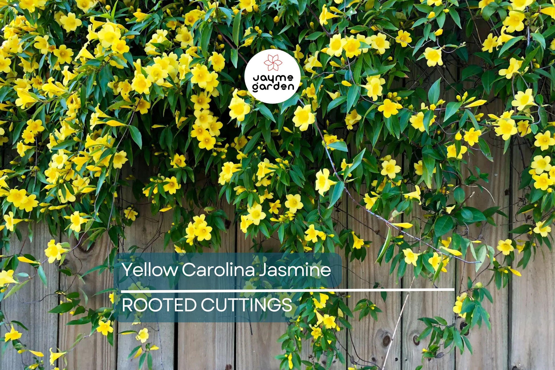 Yellow Carolina Jasmine Live Plants (6) - 8-10" Rooted Vines, Climbing Flowering Vine