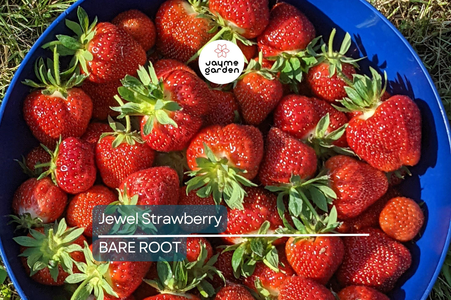 Jewel Strawberry Plants – Bare Root, Delicious Sweet Strawberries