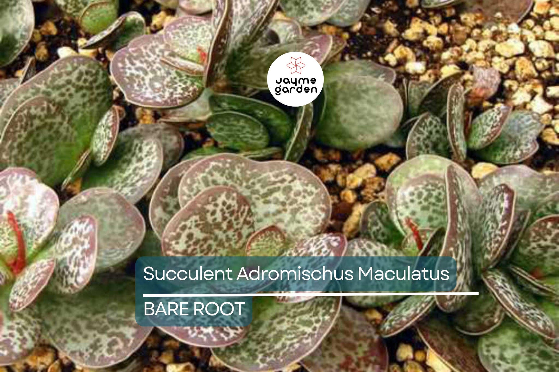 Adromischus Maculatus ‘Calico Hearts’ – 1 Live Succulent Plant, Spotted Chocolate Drop