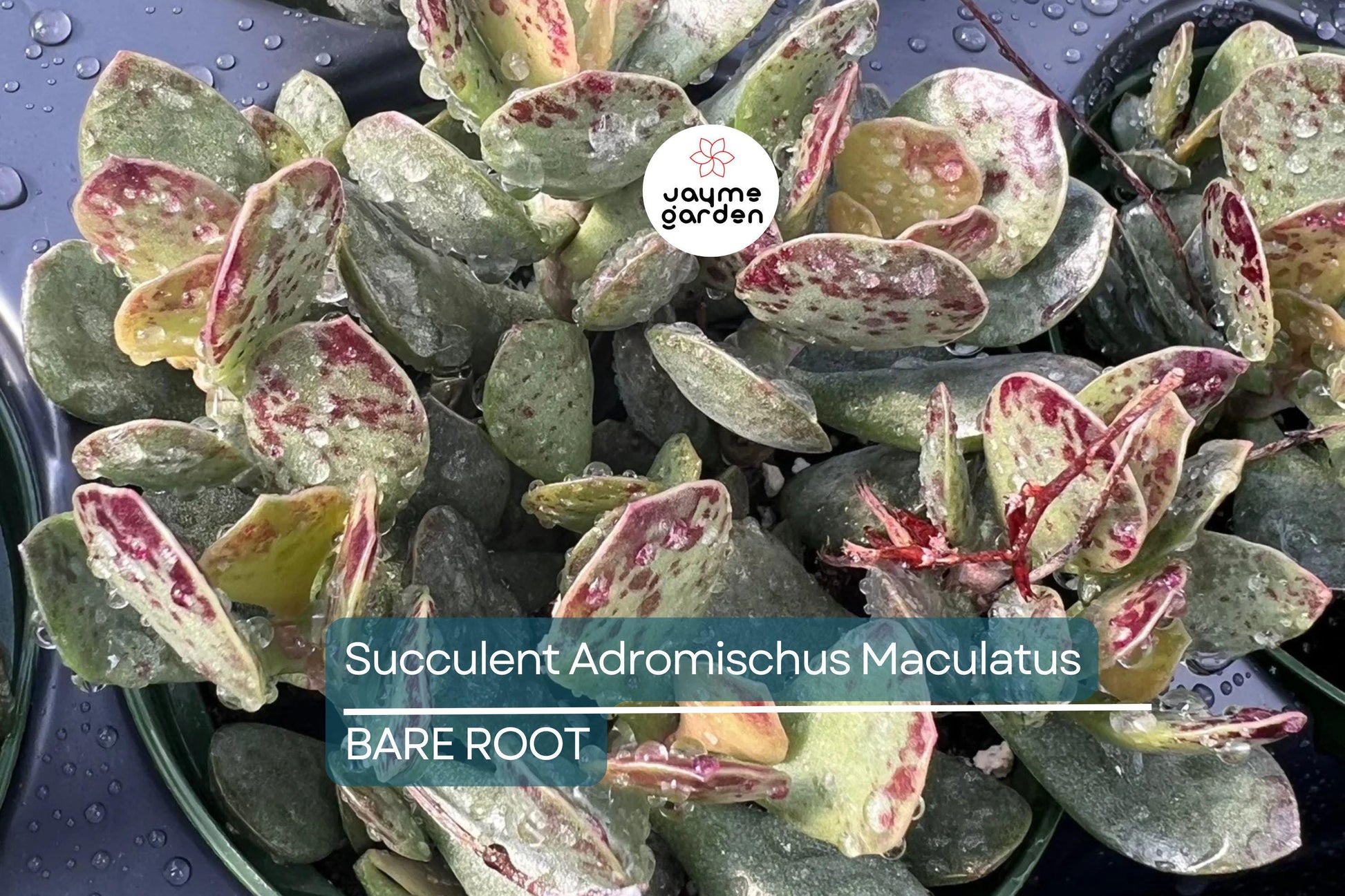 Adromischus Maculatus ‘Calico Hearts’ – 1 Live Succulent Plant, Spotted Chocolate Drop