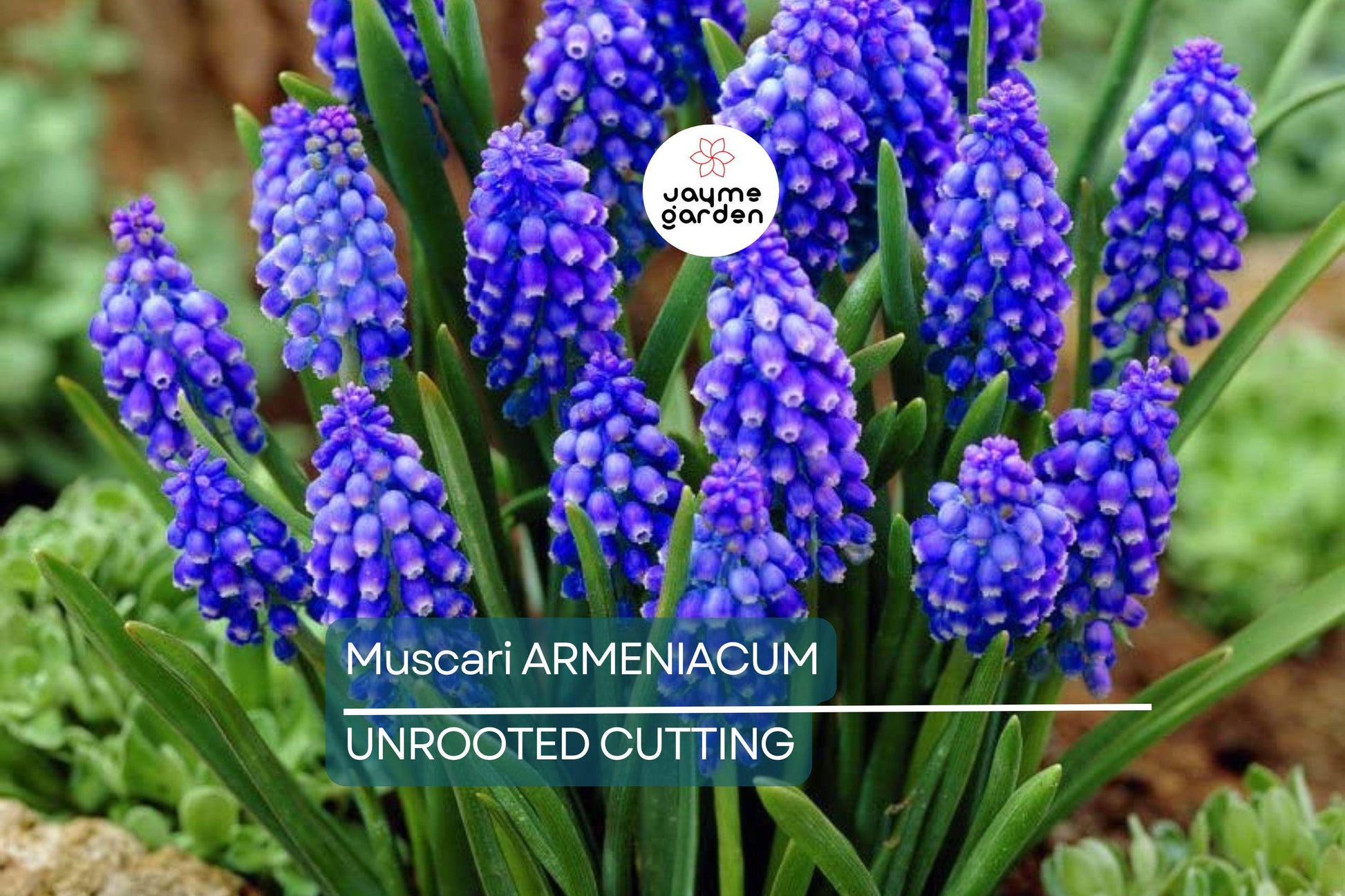 Muscari Armeniacum Bulbs - Blue Grape Hyacinth, 6-8" Tall, Deer Resistant, Award-Winning, Perfect for Borders, Rock Gardens & Naturalizing