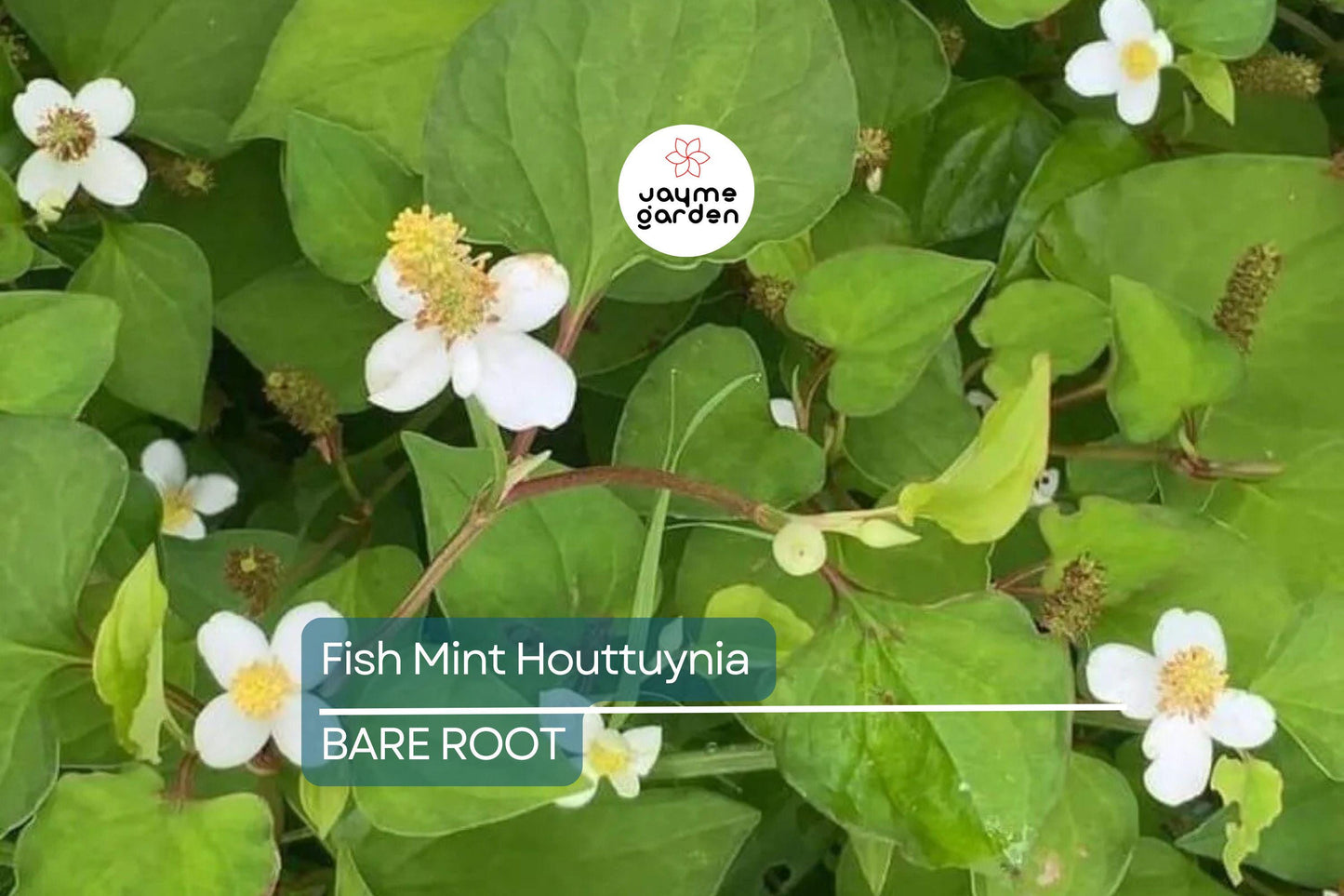 20 Live Bare Root Fish Mint Plants | Houttuynia Cordata | Asian Herb Diếp Cá | Medicinal & Edible | Fast-Growing