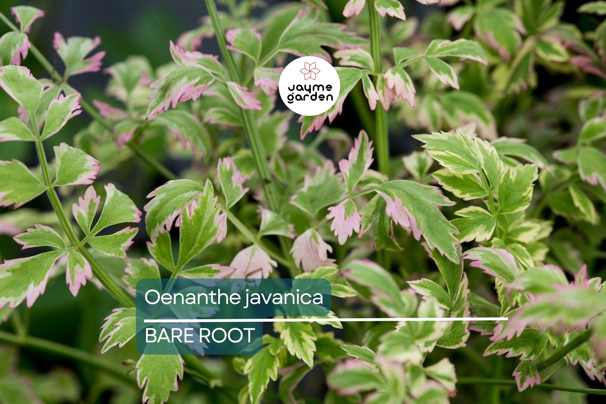 20 Bare Root Oenanthe Javanica (Water Celery) 5”-6”, Minari, Korean Watercress, Fresh Edible Herb, Shade & Sun Tolerant