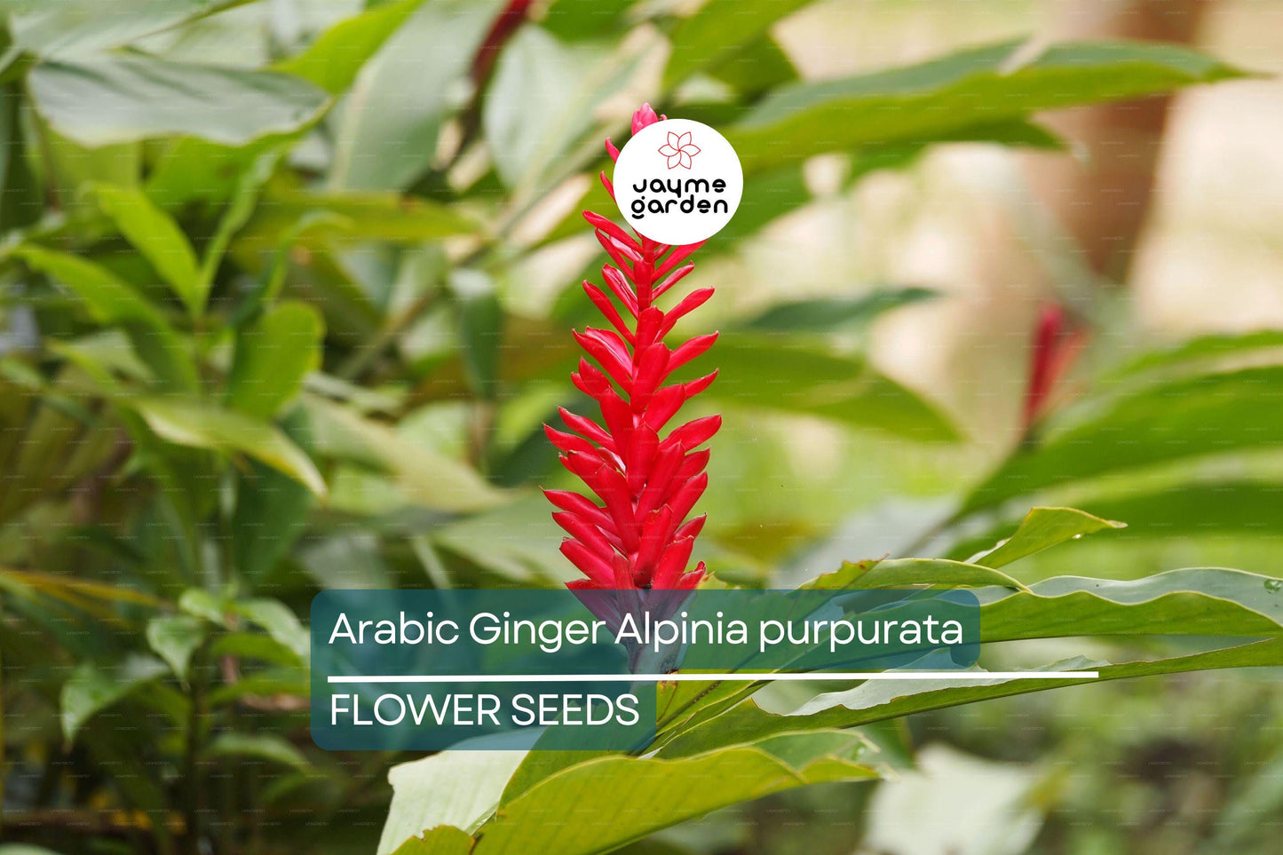 Arabic Ginger Alpinia purpurata Root Rhizome - Fast-Grow, Tropical Flower Plant, 3-4 oz, Zones 7-10, Part Shade,  Offer