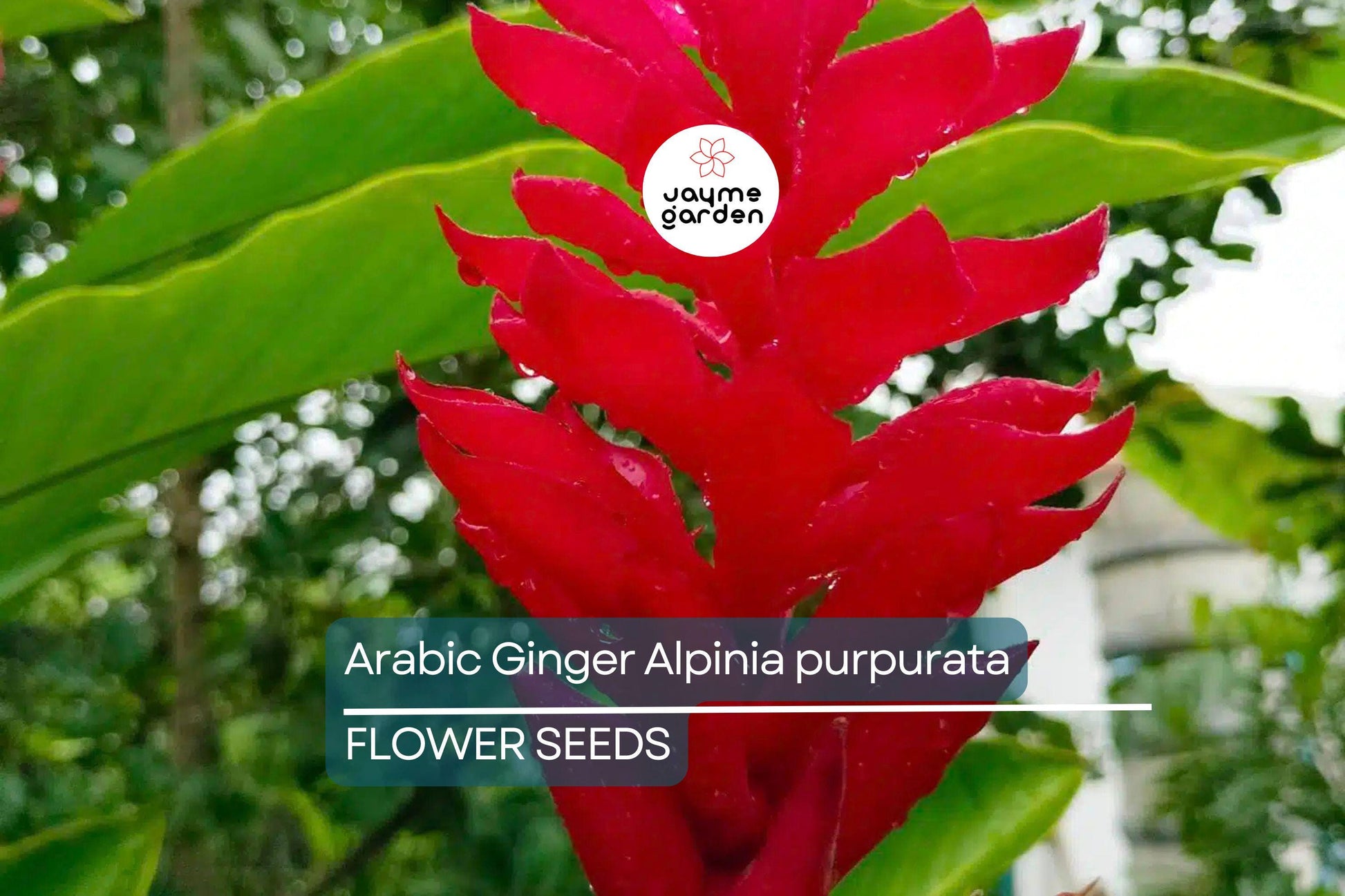 Arabic Ginger Alpinia purpurata Root Rhizome - Fast-Grow, Tropical Flower Plant, 3-4 oz, Zones 7-10, Part Shade,  Offer