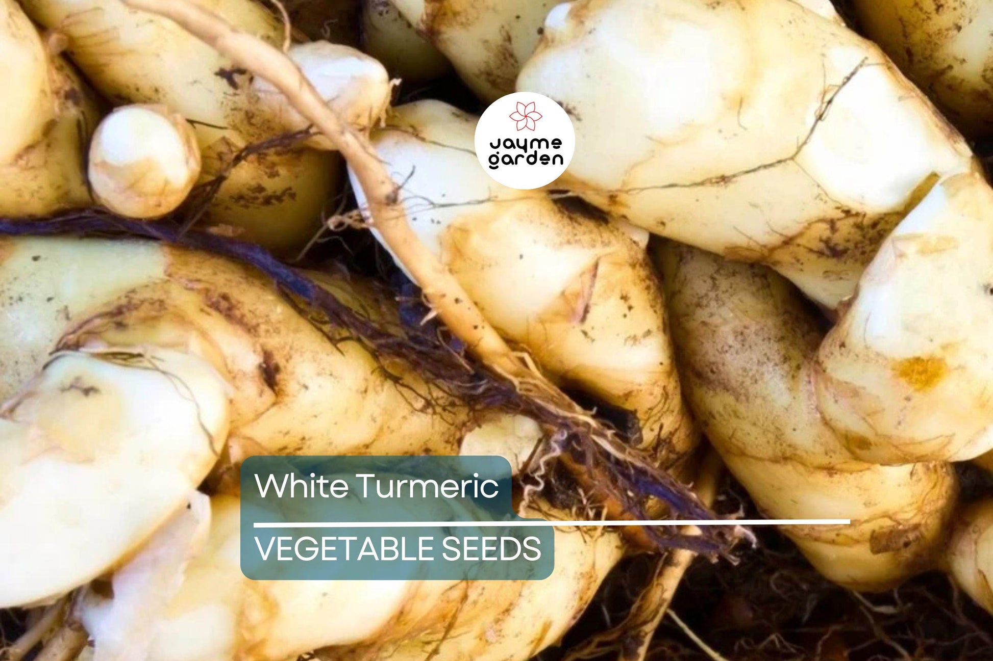 Rare White Turmeric Live Plant - Curcuma Zedoaria, 5"-10" Tall, Flowering Ginger Root, , USA Seller