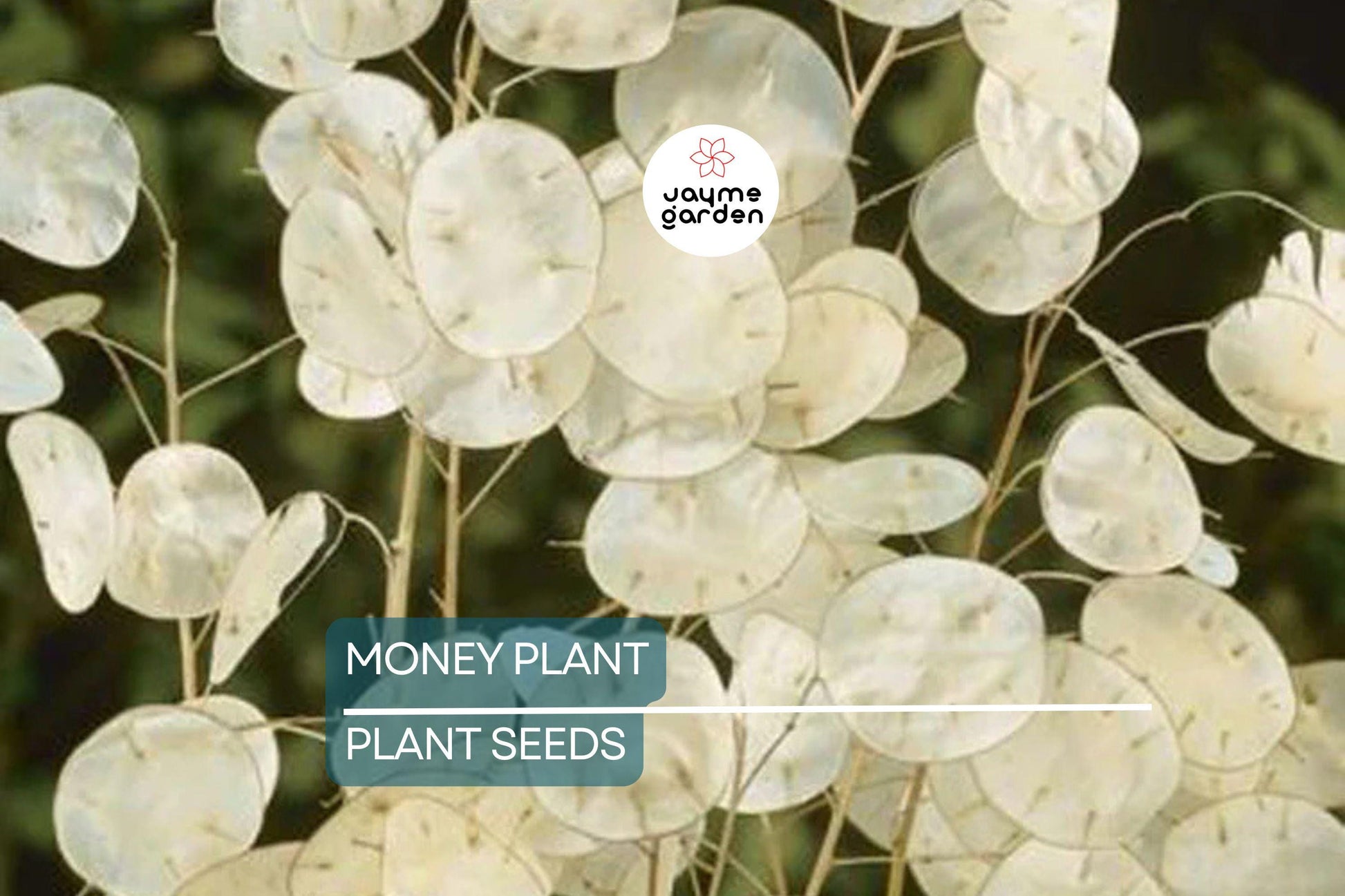 50+ Money Plant Seeds (Lunaria Biennis) - Biennial Garden Flower - 