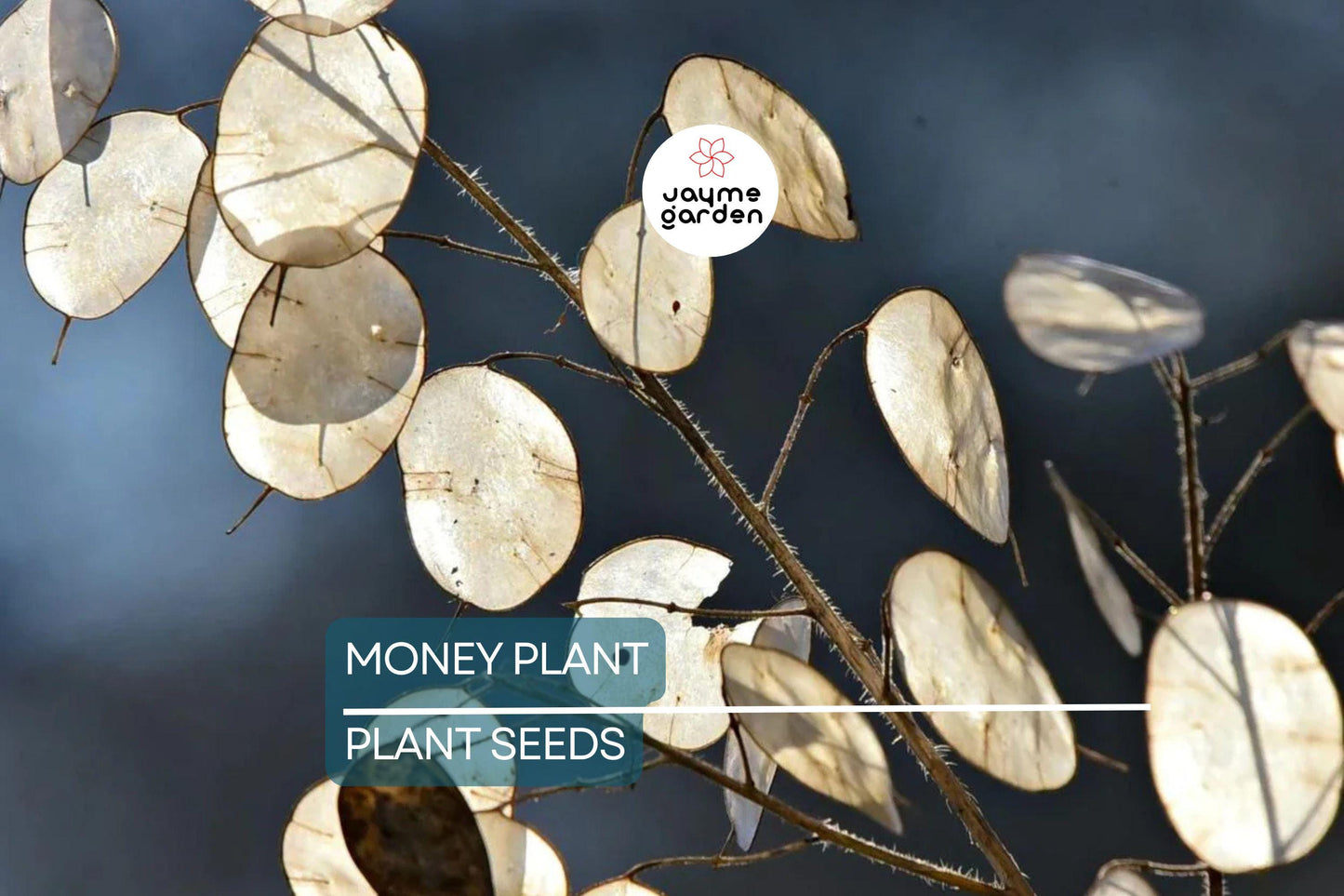 50+ Money Plant Seeds (Lunaria Biennis) - Biennial Garden Flower - 