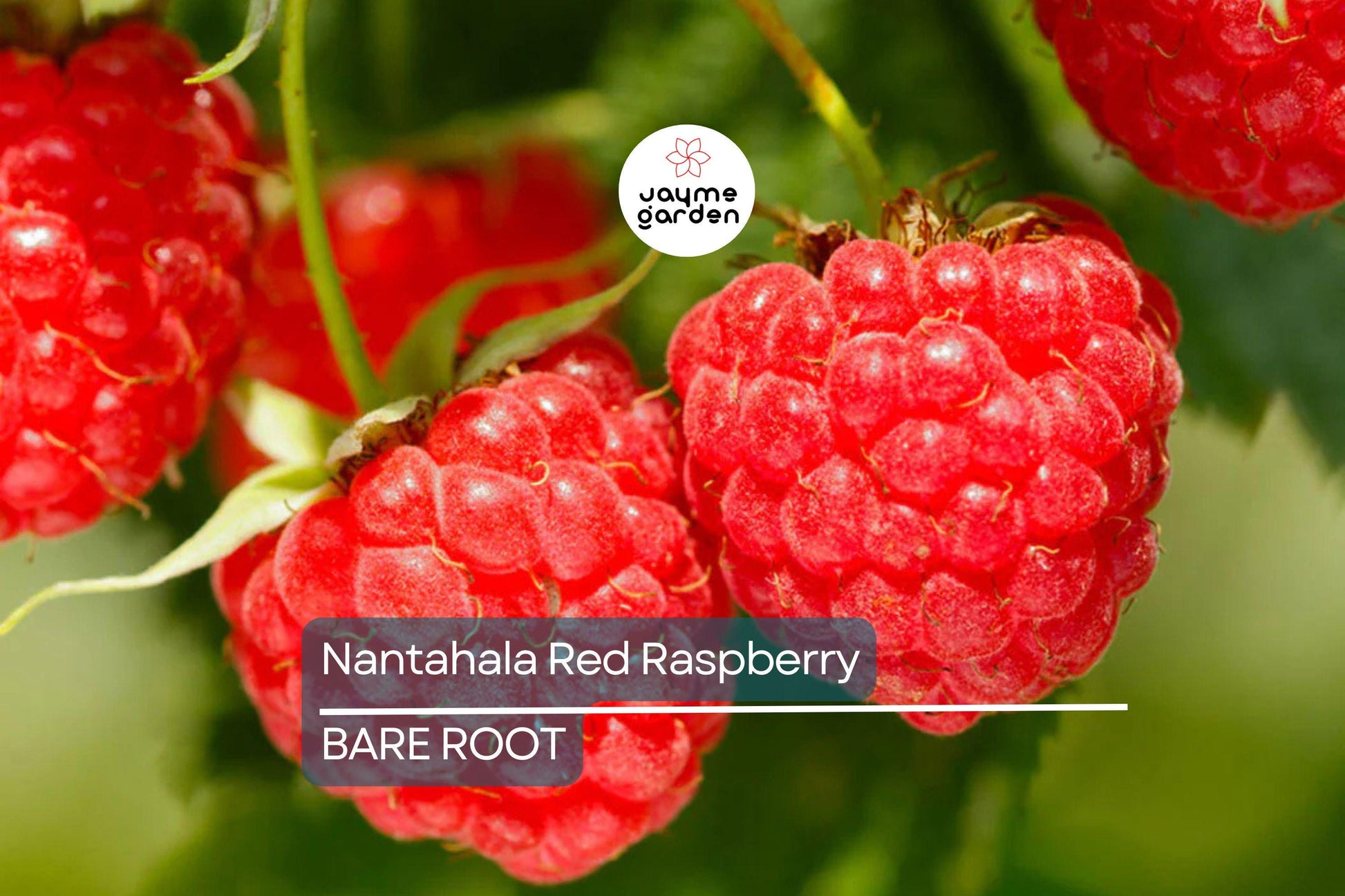 3 Nantahala Red Raspberry Plants – Bare Root, Cold-Hardy, Heavy-Yielding Fruit Bush for Zones 4-9