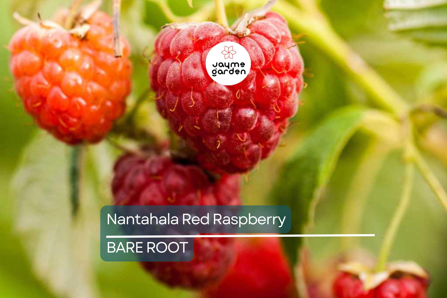 3 Nantahala Red Raspberry Plants – Bare Root, Cold-Hardy, Heavy-Yielding Fruit Bush for Zones 4-9