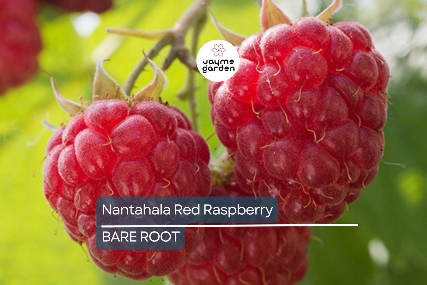 3 Nantahala Red Raspberry Plants – Bare Root, Cold-Hardy, Heavy-Yielding Fruit Bush for Zones 4-9
