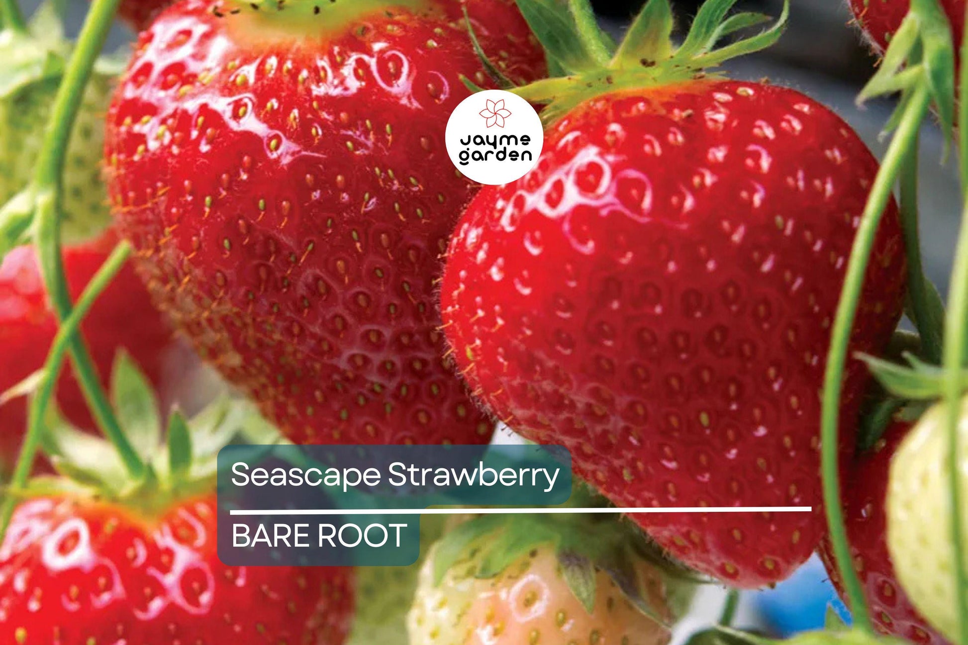 Seascape Strawberry Bareroot Plants | Everbearing | 10 Live Plants | Sweet & Juicy | USDA Zones 4-9 | High Yield and Disease Resistant