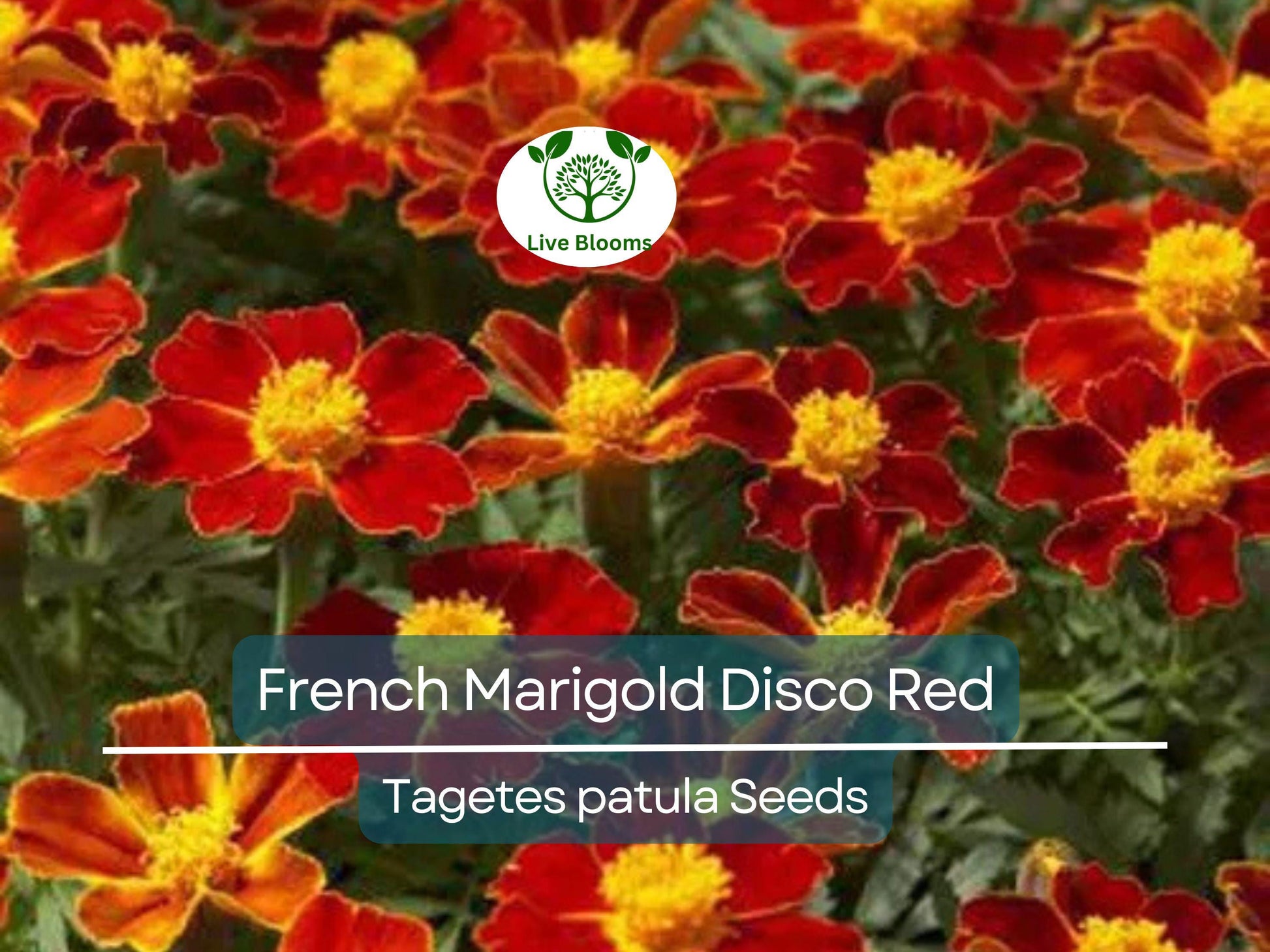 100 Seeds French Marigold Disco Red, Non-GMO Beneficial Garden Flowers, Bright Red Blooms, Easy to Grow