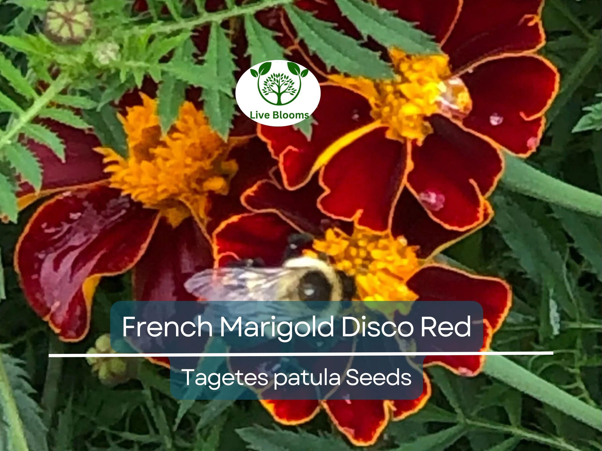 100 Seeds French Marigold Disco Red, Non-GMO Beneficial Garden Flowers, Bright Red Blooms, Easy to Grow