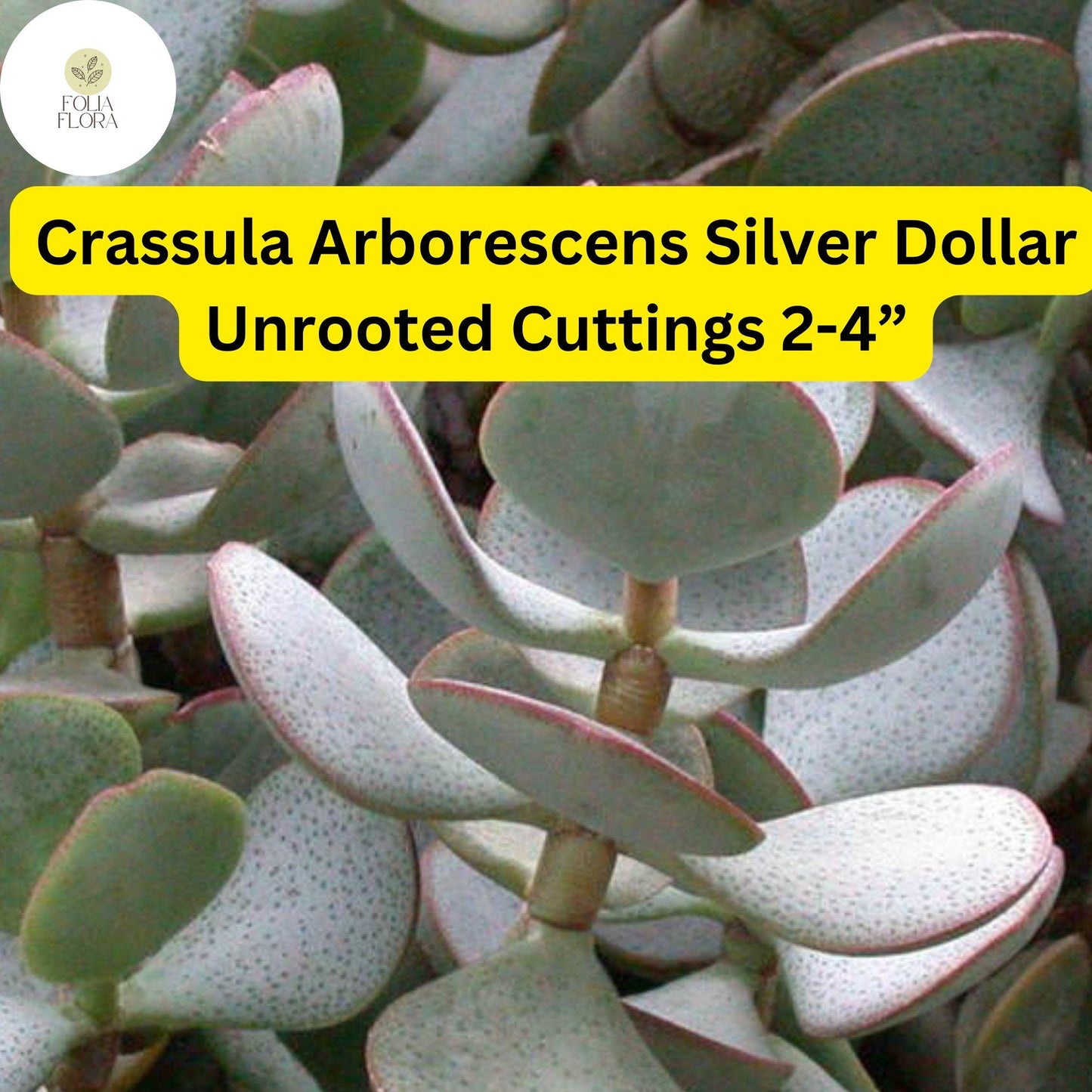 Crassula Arborescens ‘Silver Dollar’ | 3 Unrooted 2-4” Cuttings | Rare Blue-Green Succulent, Easy-Care, Unique Jade Plant