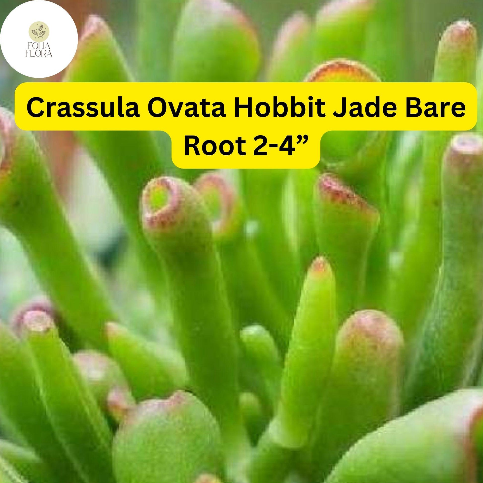 Crassula Ovata ‘Hobbit Jade’ | 1 Bare Root 2-4” Plant | Money Tree, Ogre’s Ear, Unique Bonsai Succulent, Easy-Care Houseplant