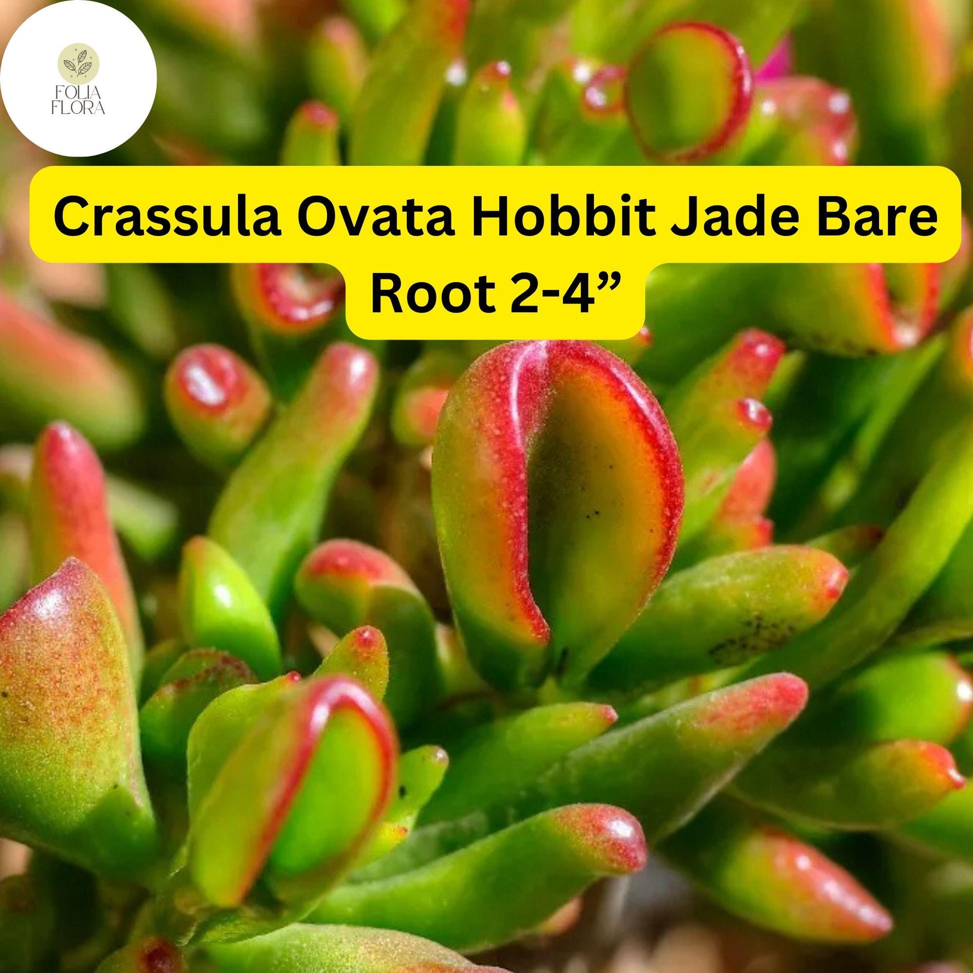 Crassula Ovata ‘Hobbit Jade’ | 1 Bare Root 2-4” Plant | Money Tree, Ogre’s Ear, Unique Bonsai Succulent, Easy-Care Houseplant