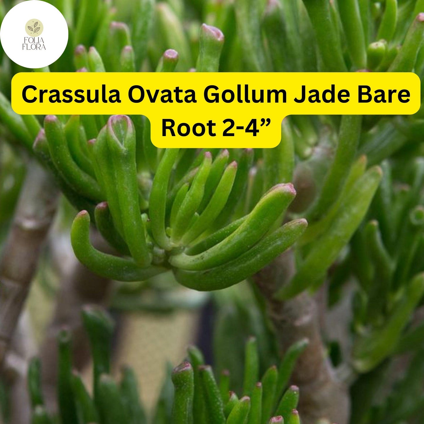 Crassula Ovata ‘Gollum Jade’ | 1 Bare Root 2-4” Plant | Money Tree, Unique Bonsai Succulent, Easy-Care Houseplant, Drought-Tolerant